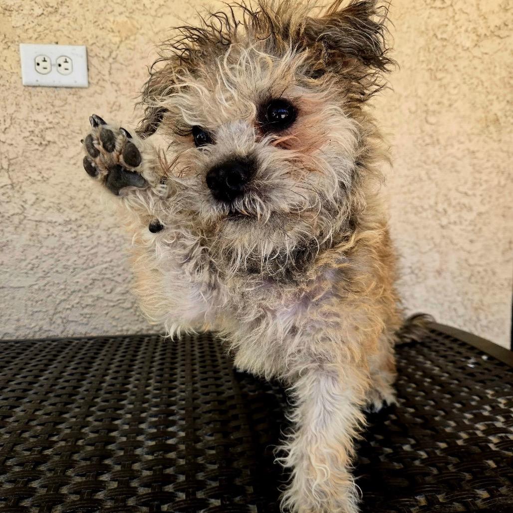 Enlarge Arrow, a Adoptable mixed breed in Las Vegas, NV image 5/6