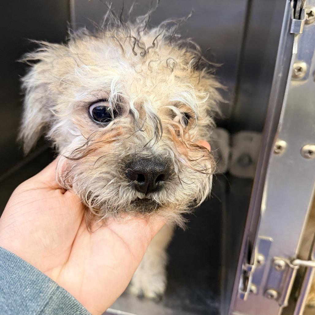 Enlarge Arrow, a Adoptable mixed breed in Las Vegas, NV image 4/4