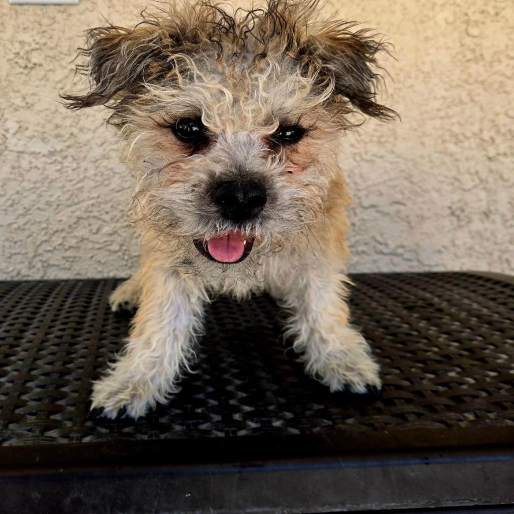 Enlarge Arrow, a Adoptable mixed breed in Las Vegas, NV image 6/6