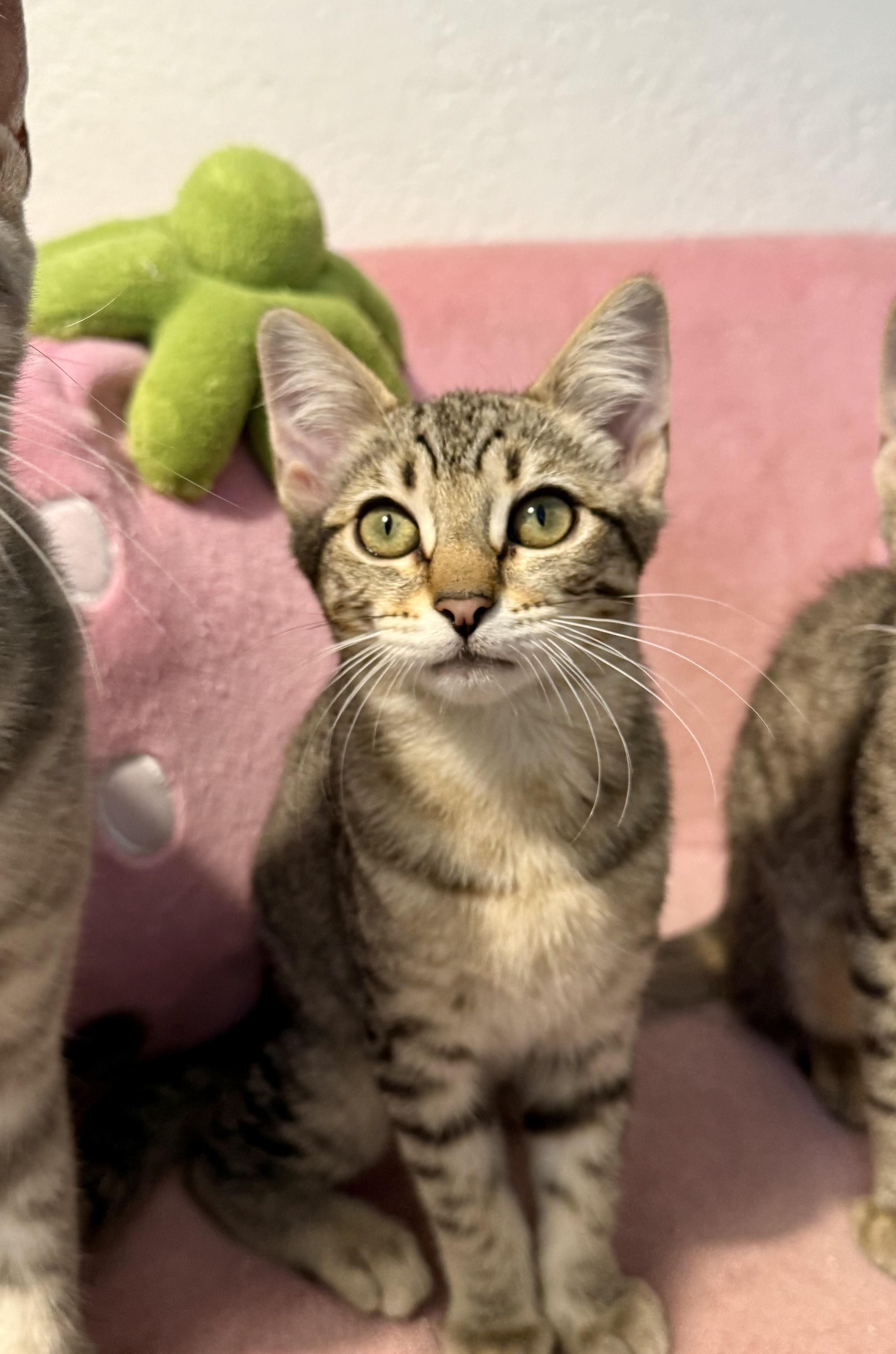 Chaos, Adoptable, Kitten Female Domestic Short Hair.