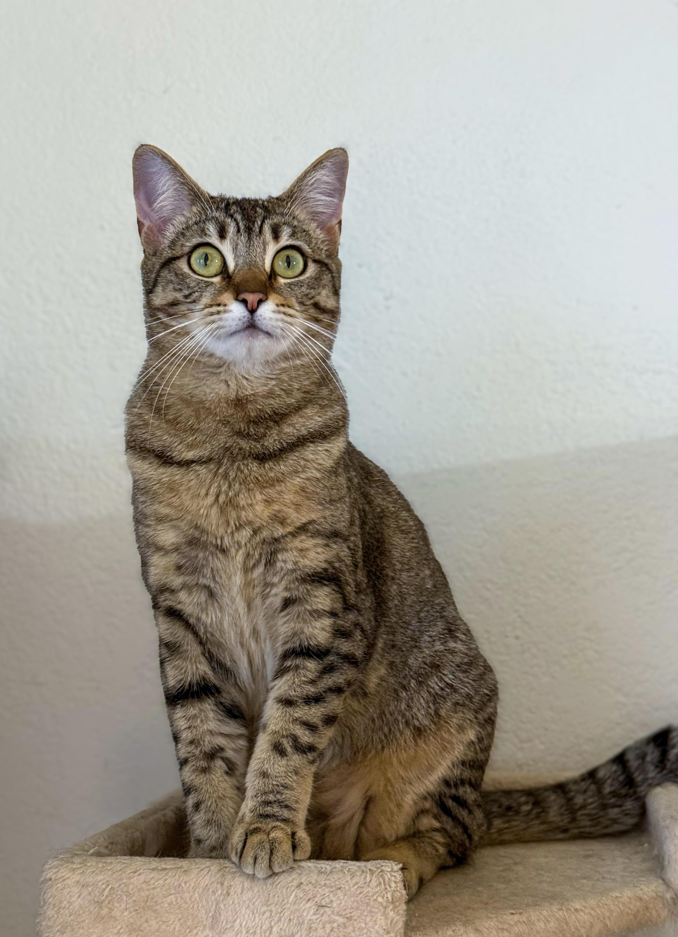 Chaos, Adoptable, Young Female Domestic Short Hair.