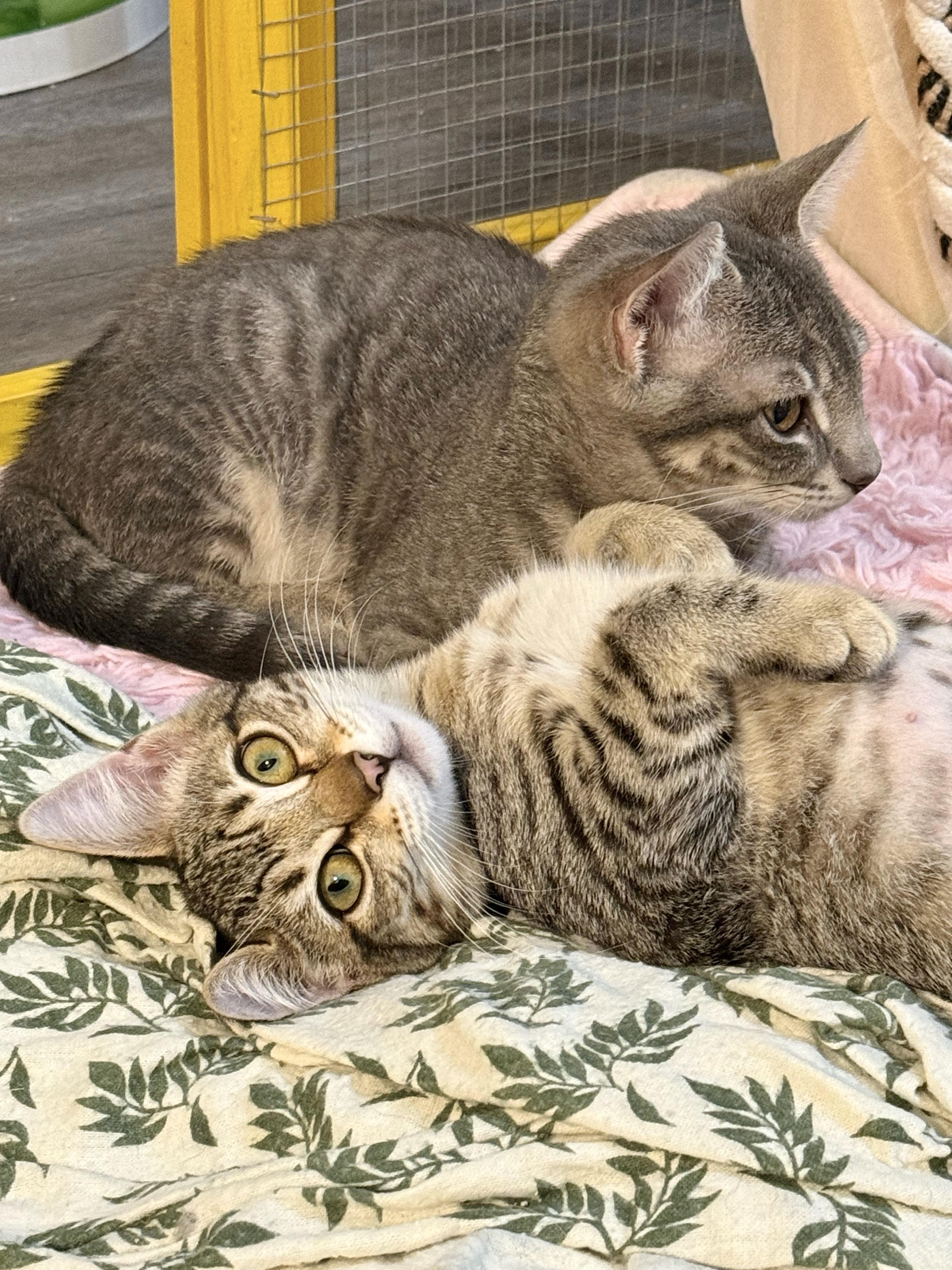 Chaos, a Adoptable Domestic Short Hair in Vallejo, CA image 3/5