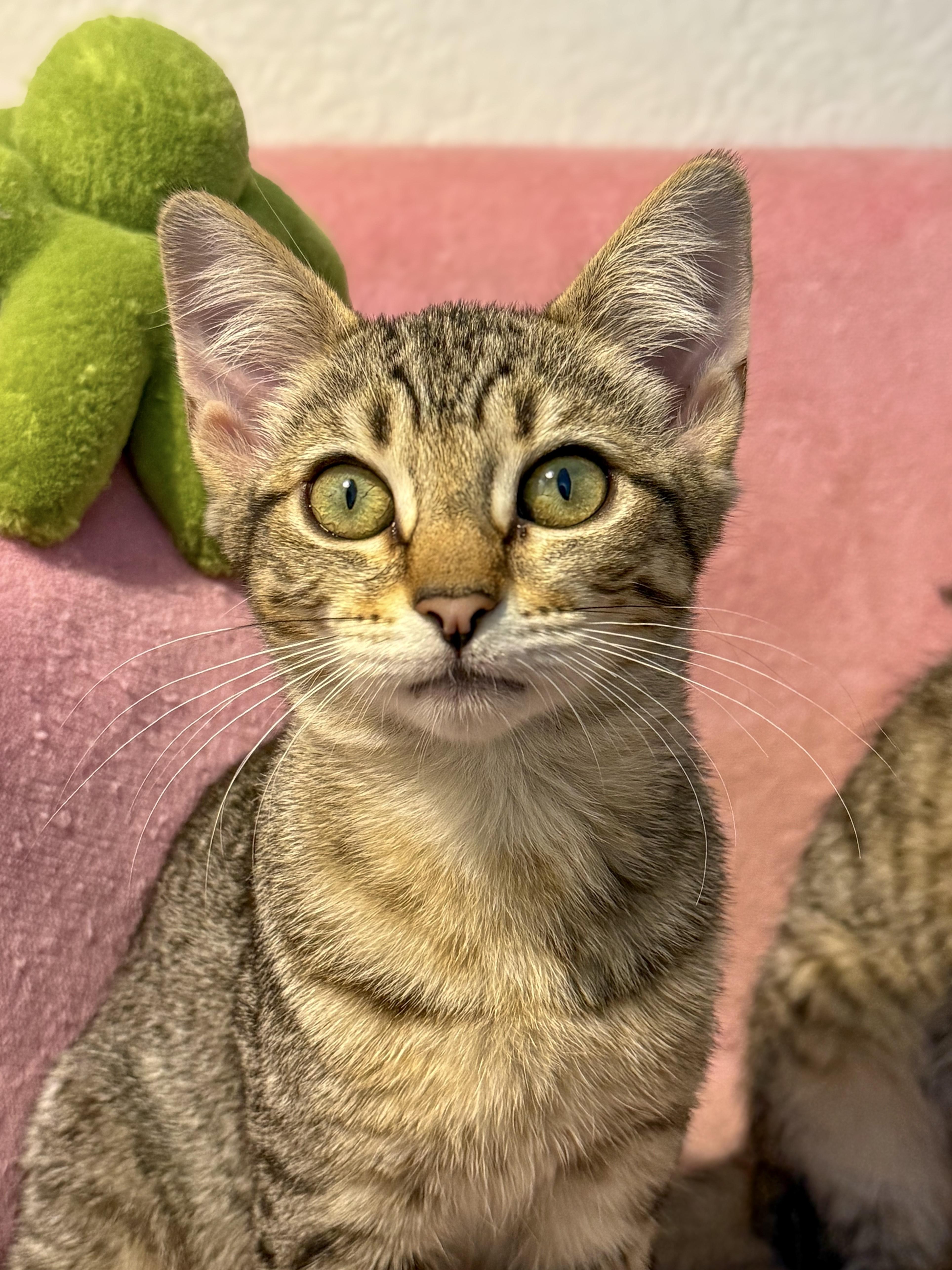 Chaos, a Adoptable Domestic Short Hair in Vallejo, CA image 4/5