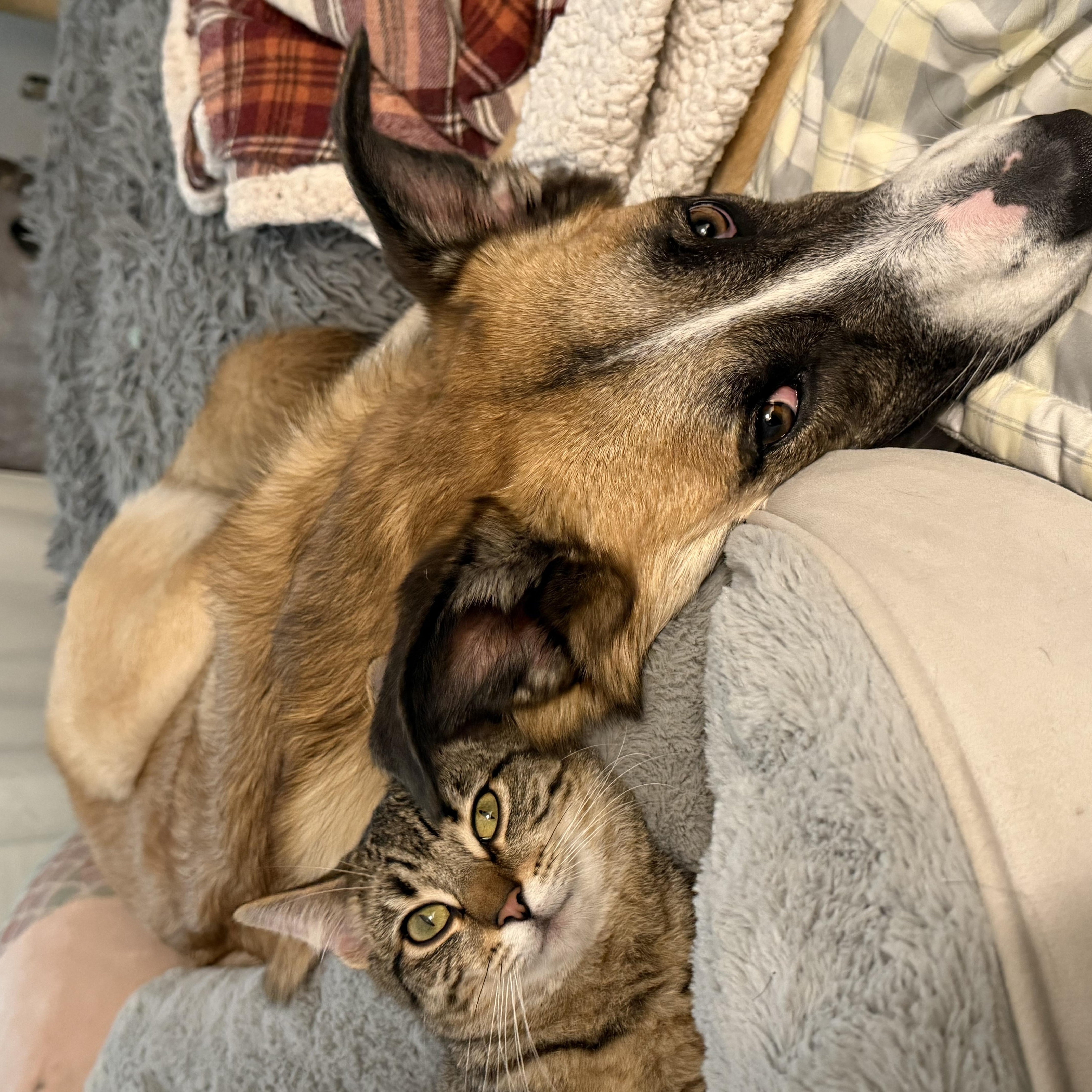 Enlarge Chaos, a Adoptable Domestic Short Hair in Vallejo, CA image 5/6