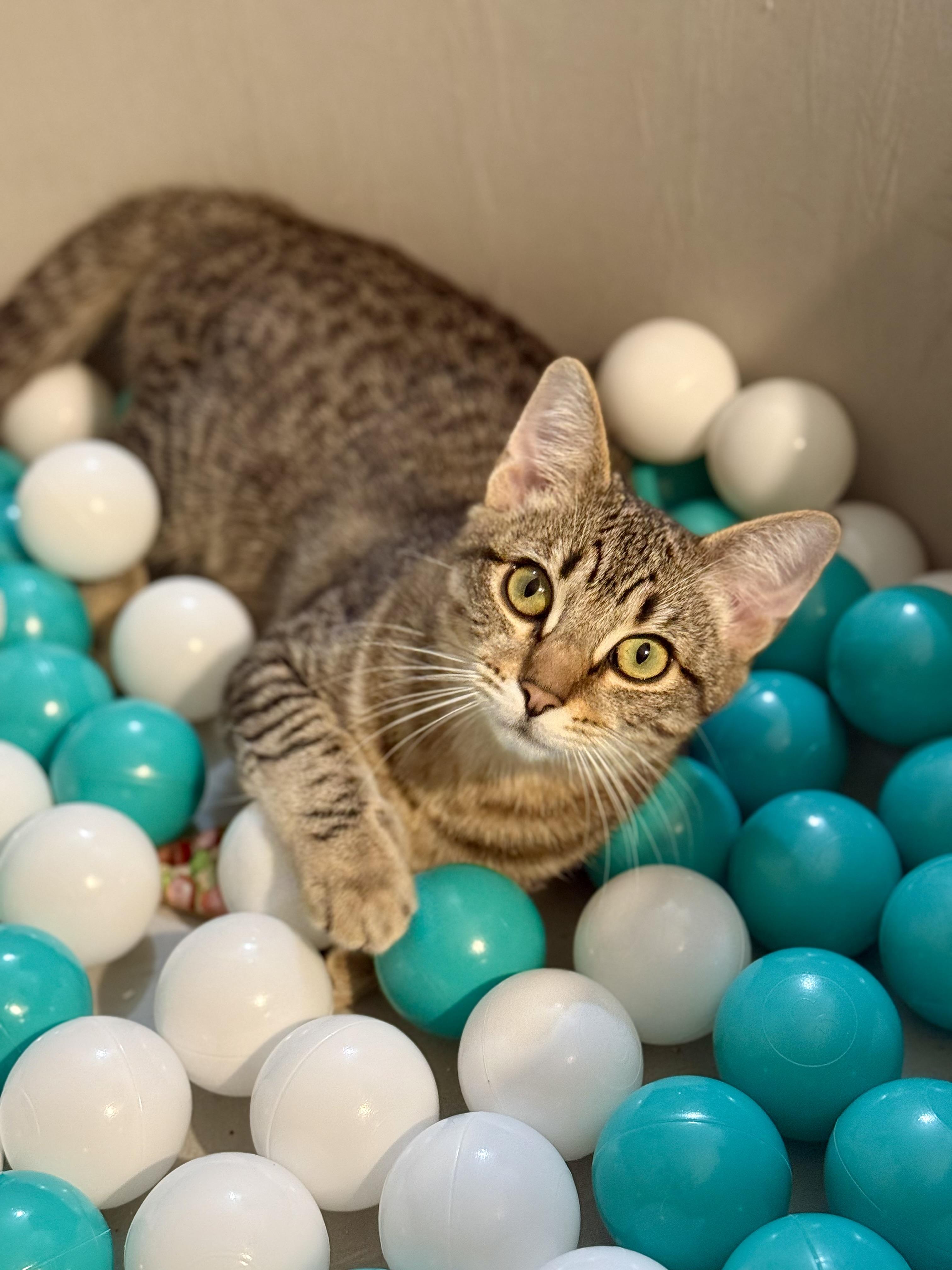 Enlarge Chaos, a Adoptable Domestic Short Hair in Vallejo, CA image 6/6