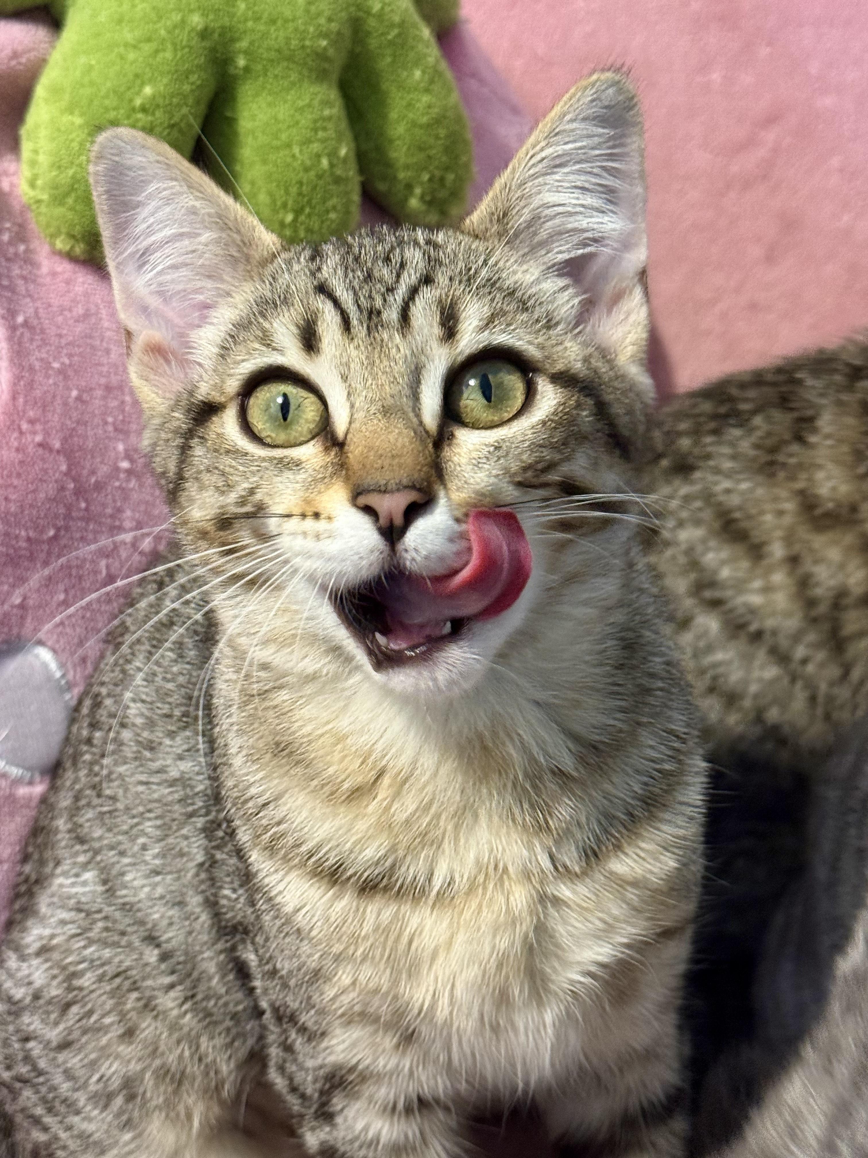 Chaos, a Adoptable Domestic Short Hair in Vallejo, CA image 5/5