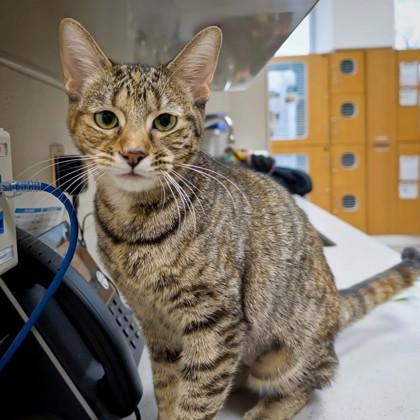 Enlarge Tristesa, a Adoptable Domestic Short Hair in Wheaton, IL image 1/3