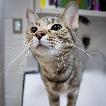 Enlarge Tristesa, a Adoptable Domestic Short Hair in Wheaton, IL image 2/3