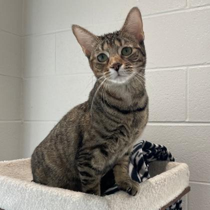 Enlarge Tristesa, a Adoptable Domestic Short Hair in Wheaton, IL image 3/3
