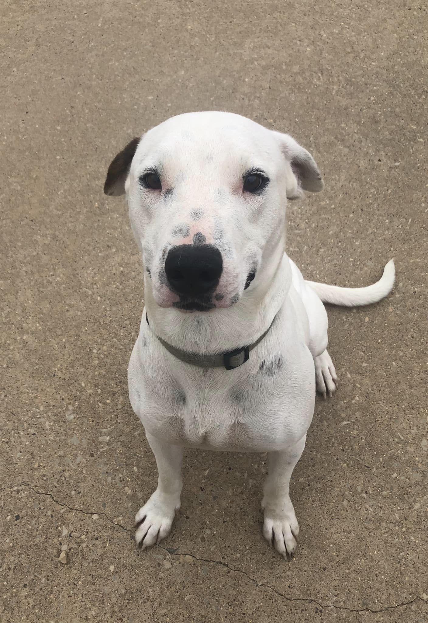 Aladin, Adopted, Adult Male Labrador Retriever & Hound.
