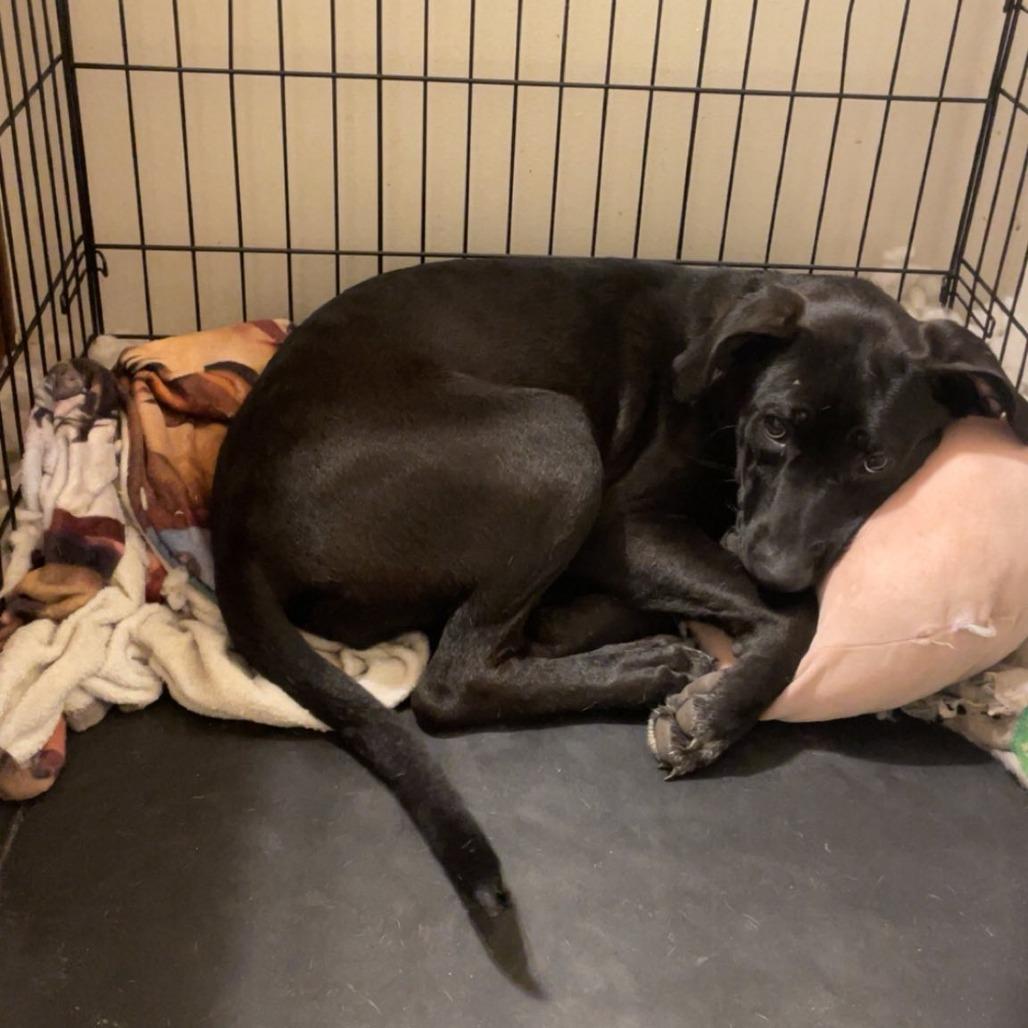 Ash Tree, a Adoptable mixed breed in Savannah, GA image 1/6