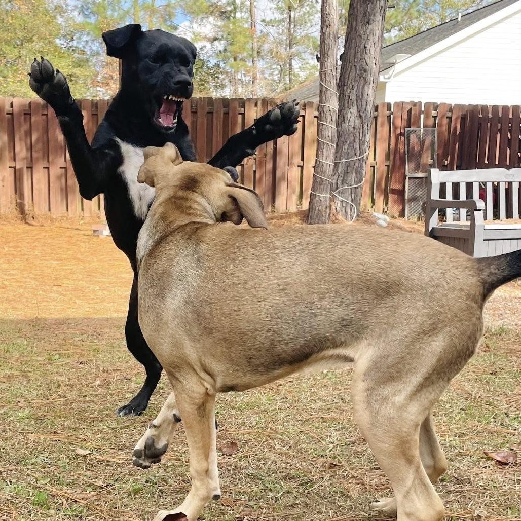 Ash Tree, a Adoptable mixed breed in Savannah, GA image 2/6