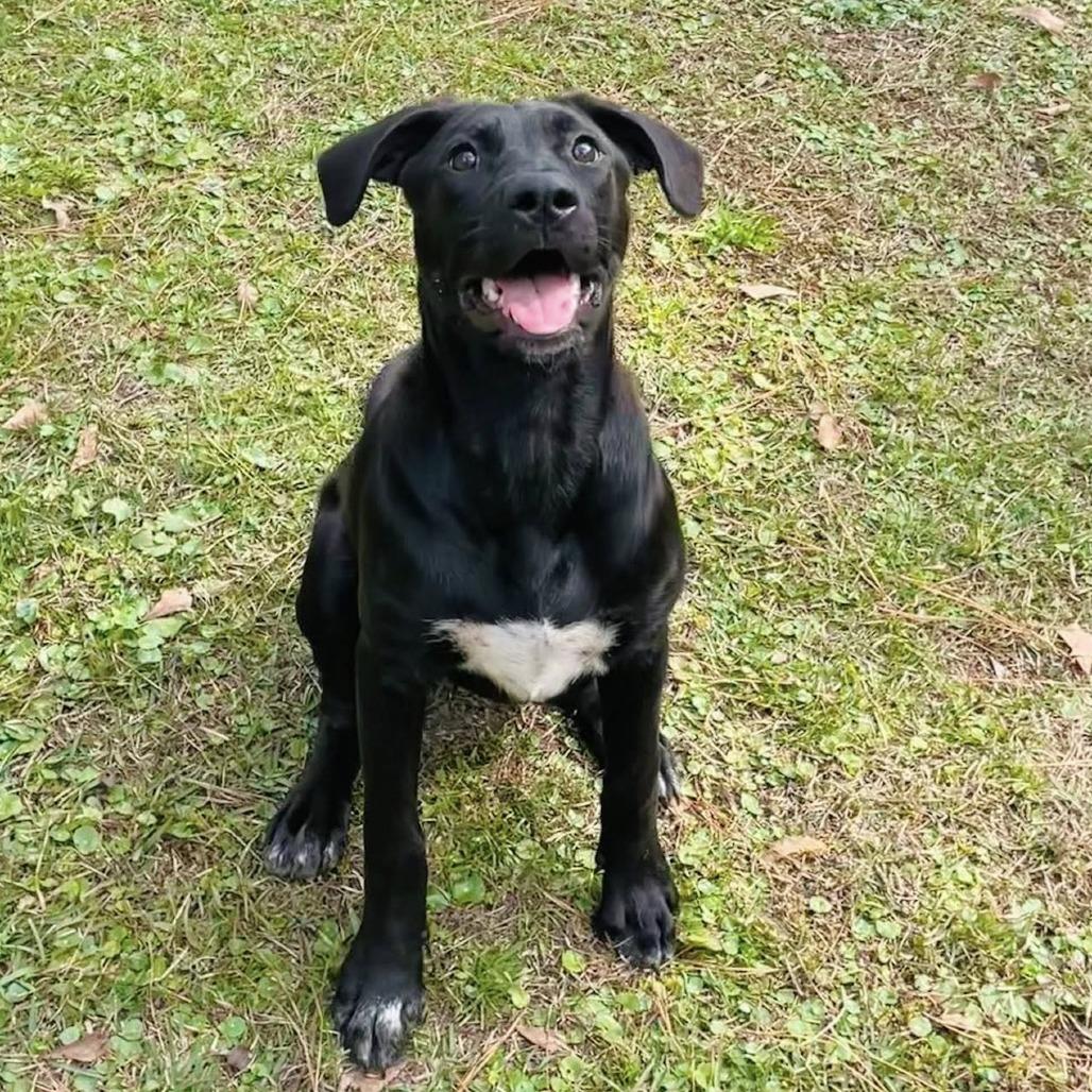 Ash Tree, a Adoptable mixed breed in Savannah, GA image 3/6