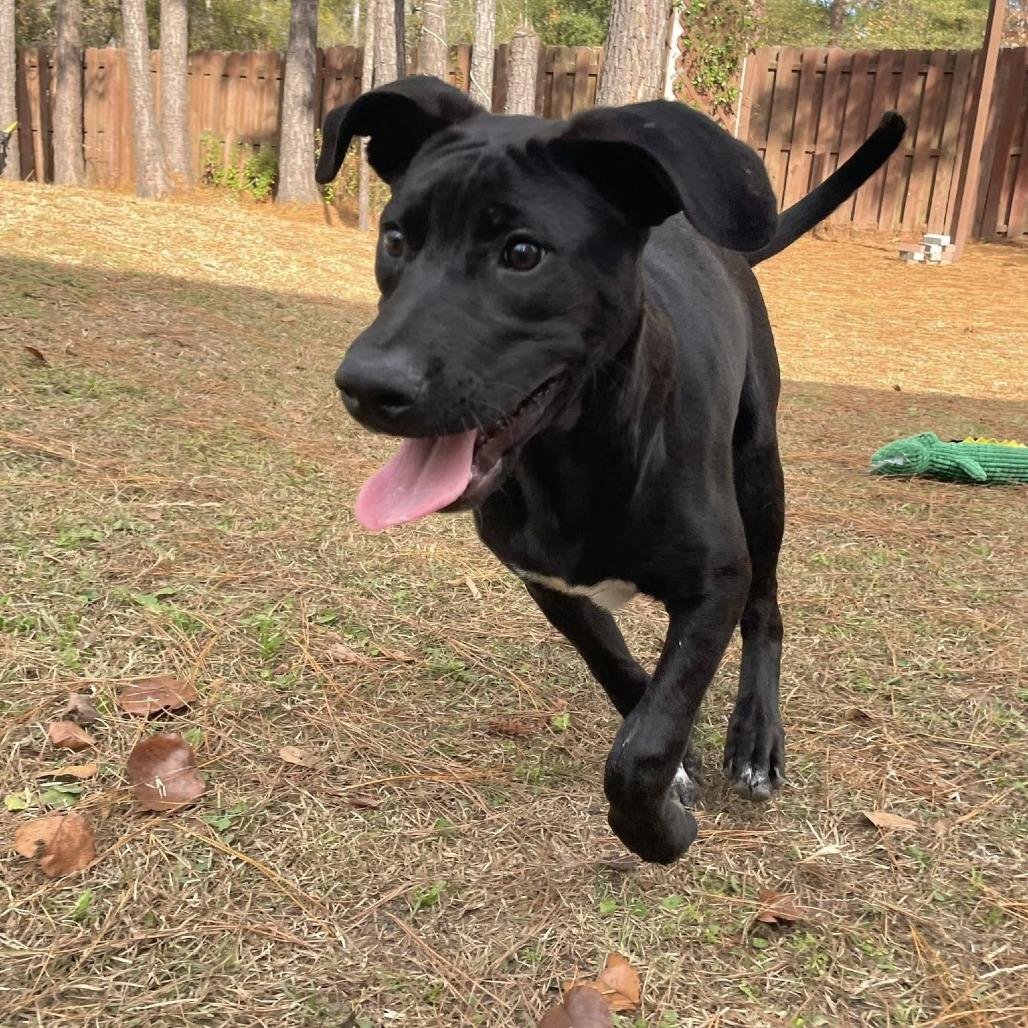 Ash Tree, a Adoptable mixed breed in Savannah, GA image 4/6