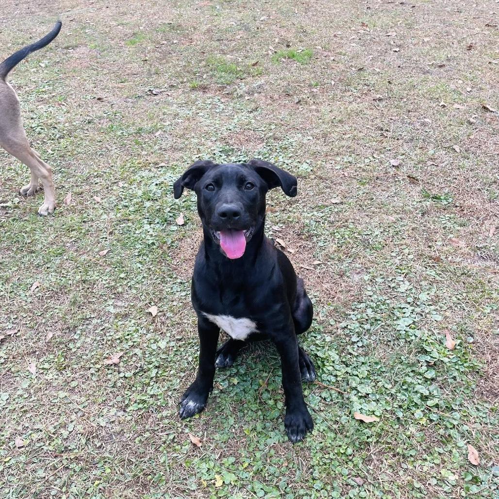 Ash Tree, a Adoptable mixed breed in Savannah, GA image 5/6