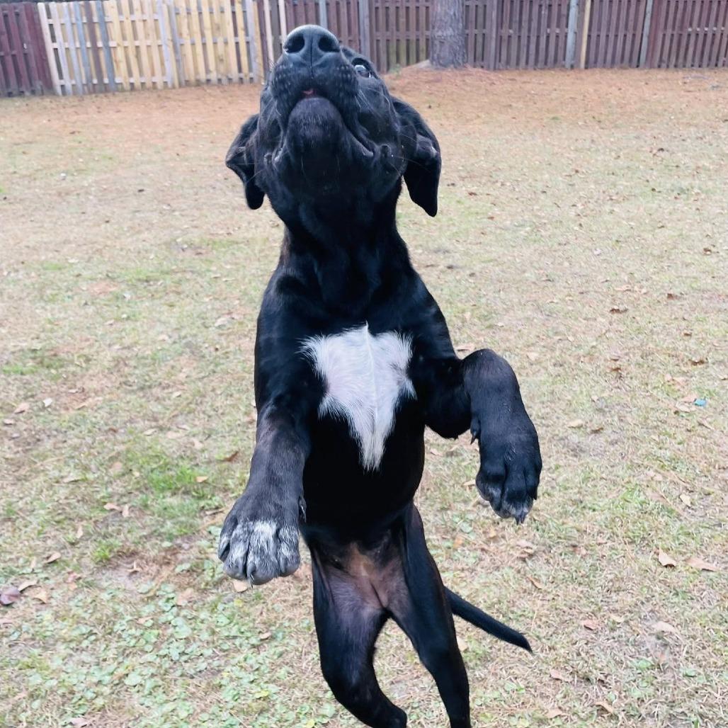 Ash Tree, a Adoptable mixed breed in Savannah, GA image 6/6