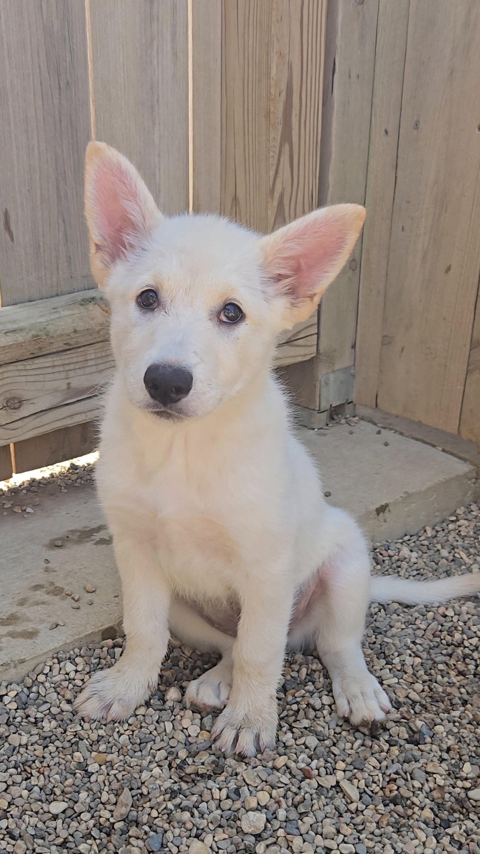 Brioche, Adoptable, Puppy Female Shepherd.
