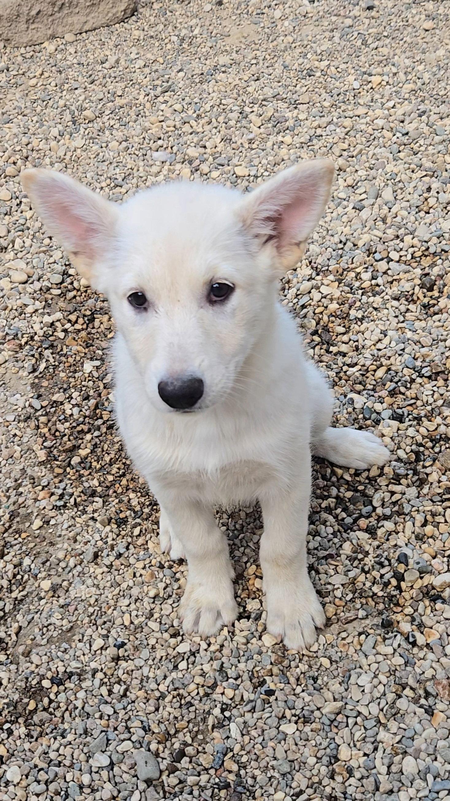 Enlarge Brioche, a Adoptable Shepherd in Estherville, IA image 2/2