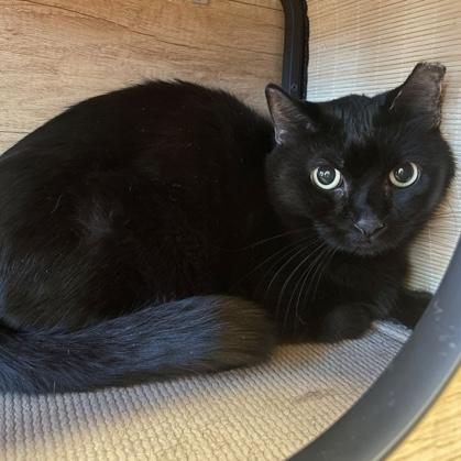 Inky, Adoptable, Adult Male Domestic Short Hair.