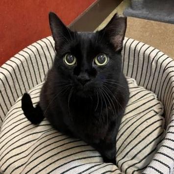 Enlarge Inky, a Adoptable Domestic Short Hair in Rochester, MN image 2/3