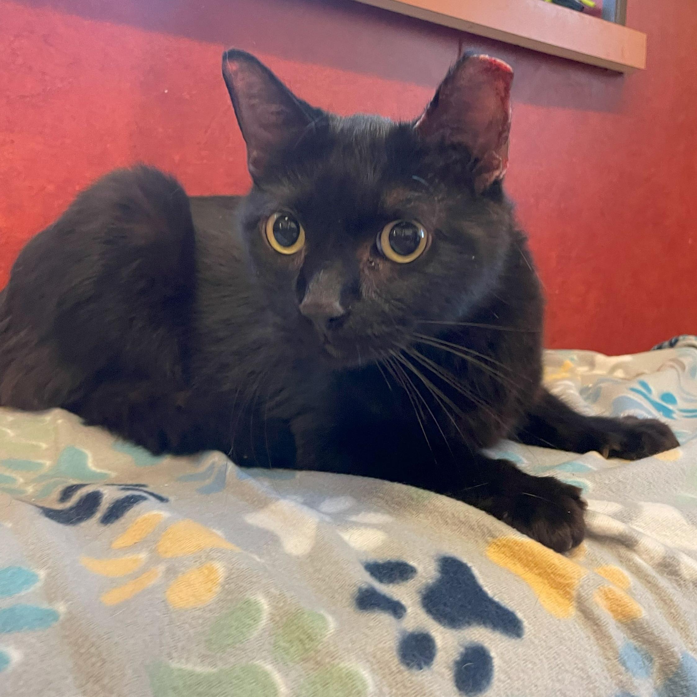 Enlarge Inky, a Adoptable Domestic Short Hair in Rochester, MN image 3/3