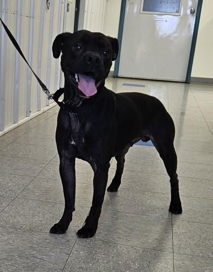 Enlarge Cletus, a Adoptable mixed breed in Freeport, IL image 3/5