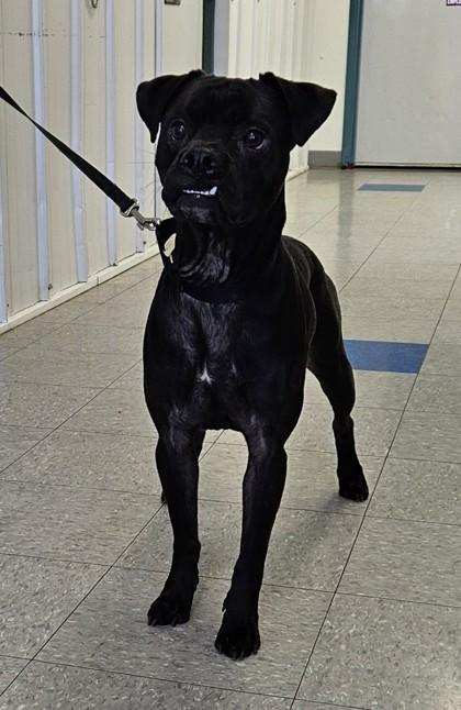 Cletus, Adoptable, Adult Male Pug & Pit Bull Terrier.