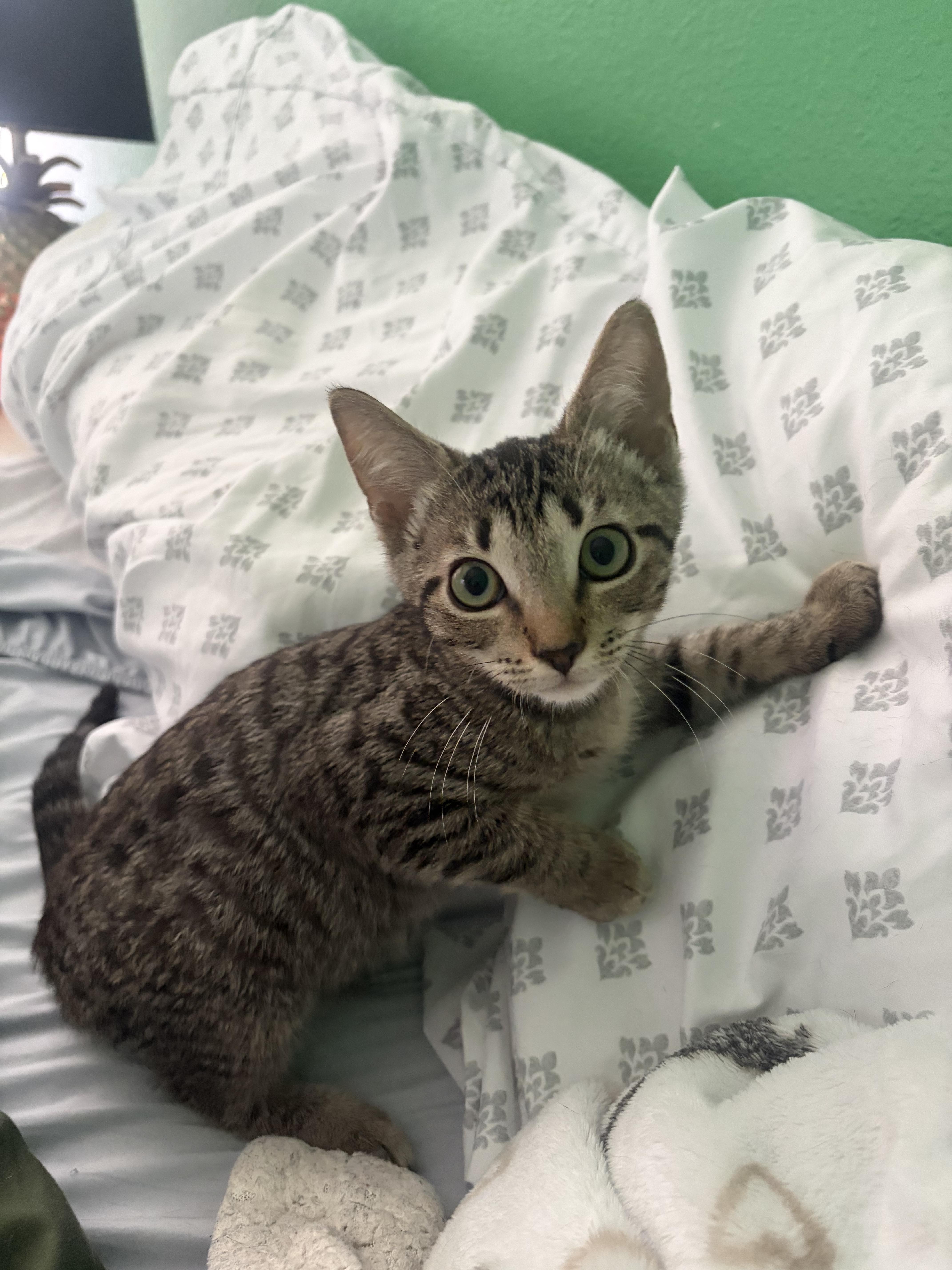 Queso, a Adoptable Domestic Short Hair in West Warwick, RI image 2/6
