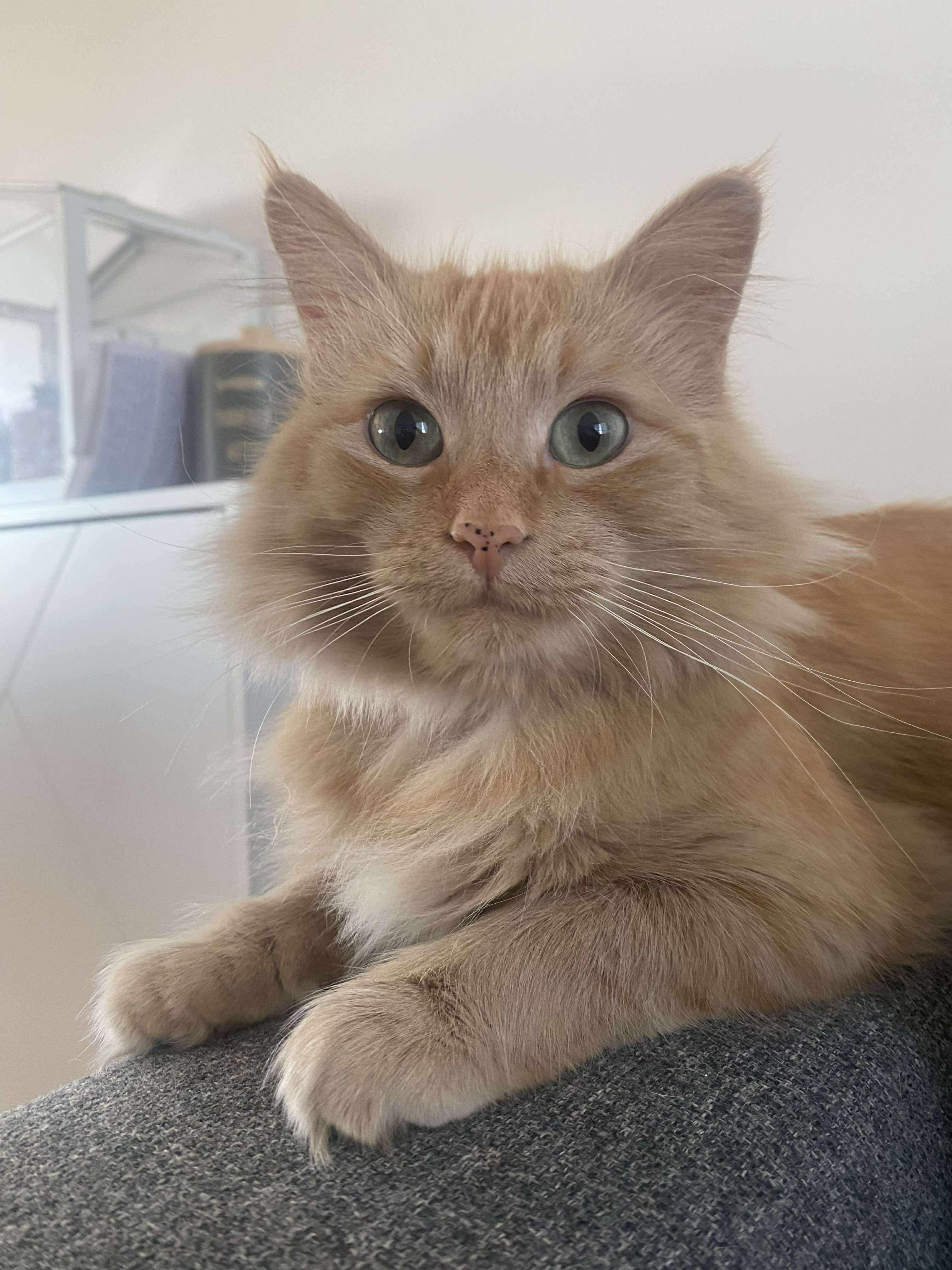 Crunch, ADOPTABLE, Adult Female Domestic Long Hair.