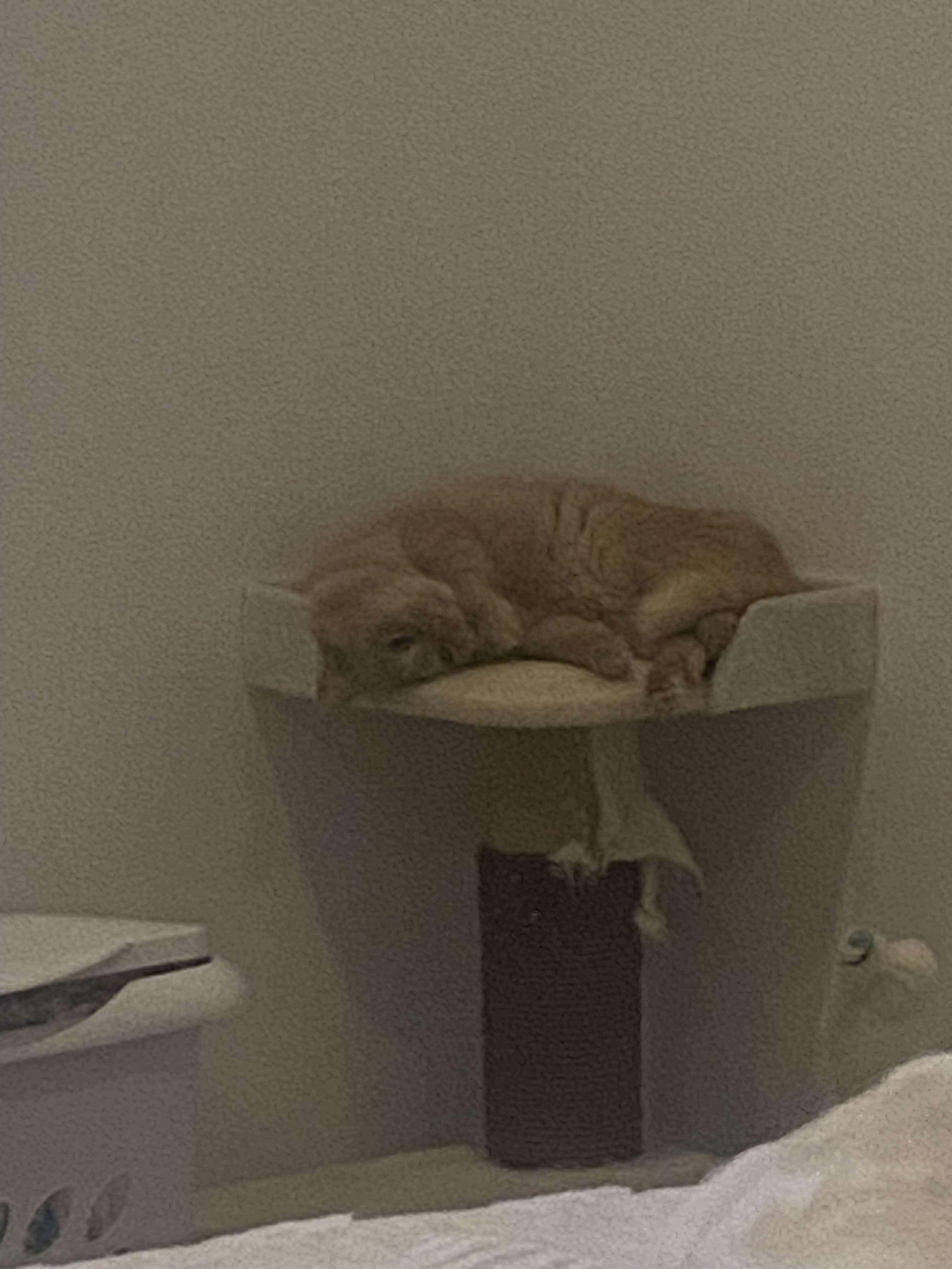 Crunch, a ADOPTABLE Domestic Long Hair in Winnipeg, MB image 2/4