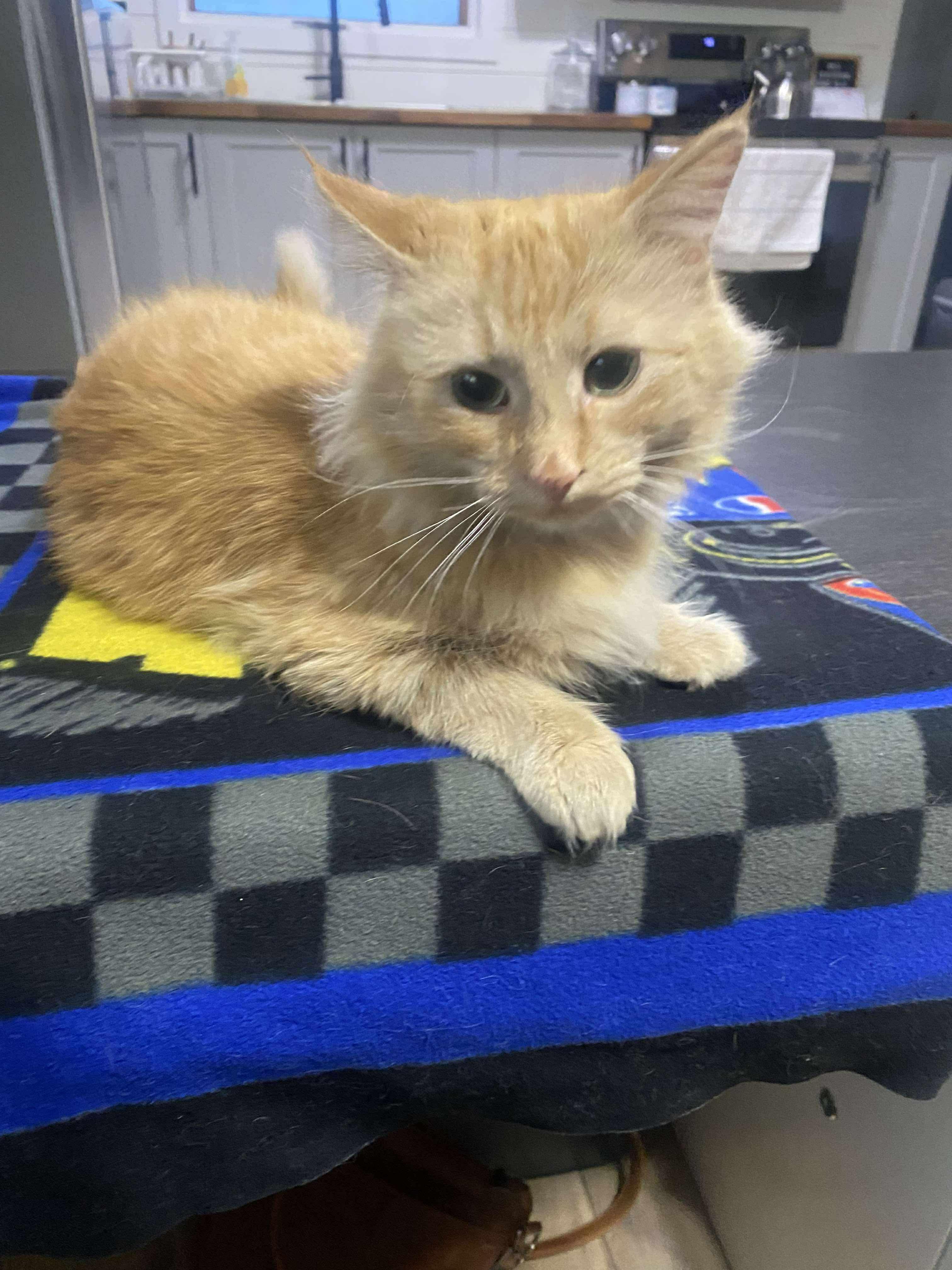 Crunch, a ADOPTABLE Domestic Long Hair in Winnipeg, MB image 3/4