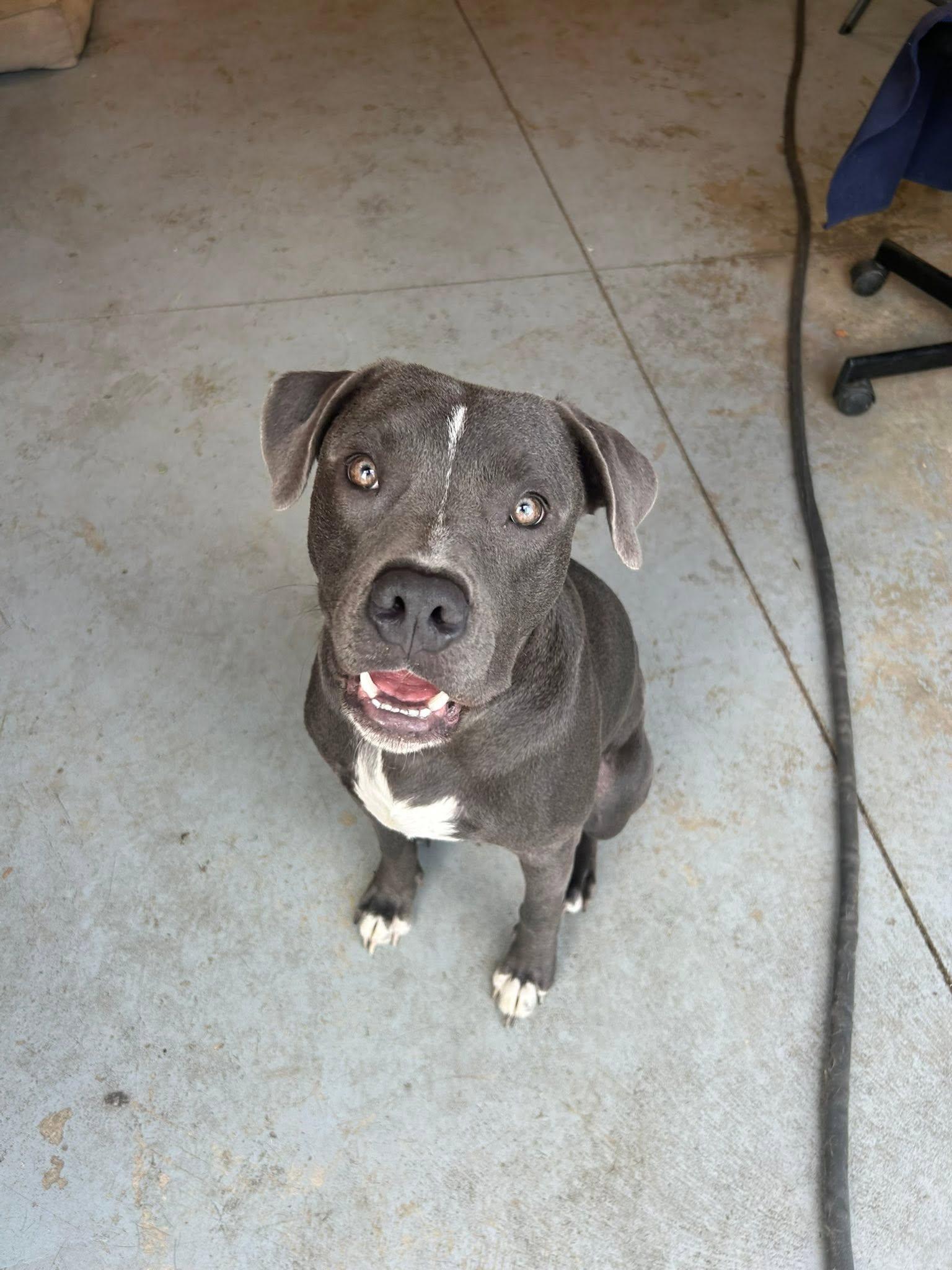 Enlarge Mojo, a ADOPTABLE mixed breed in Lincoln Park, MI image 1/3