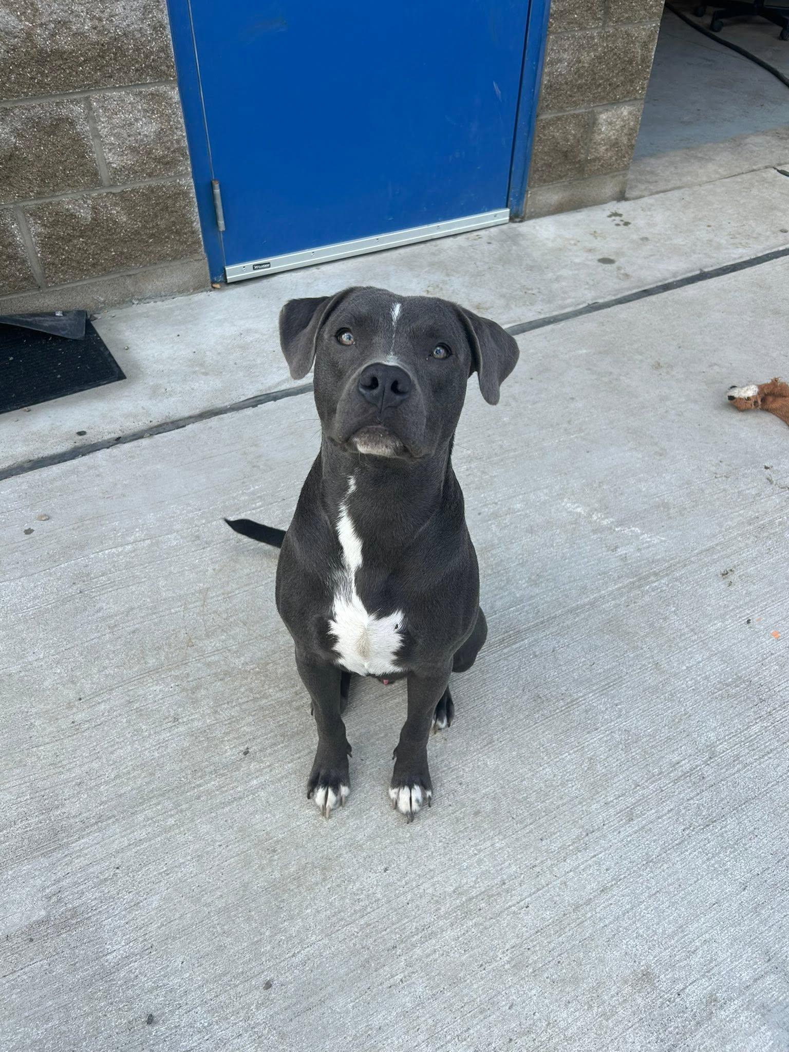 Enlarge Mojo, a ADOPTABLE mixed breed in Lincoln Park, MI image 3/3