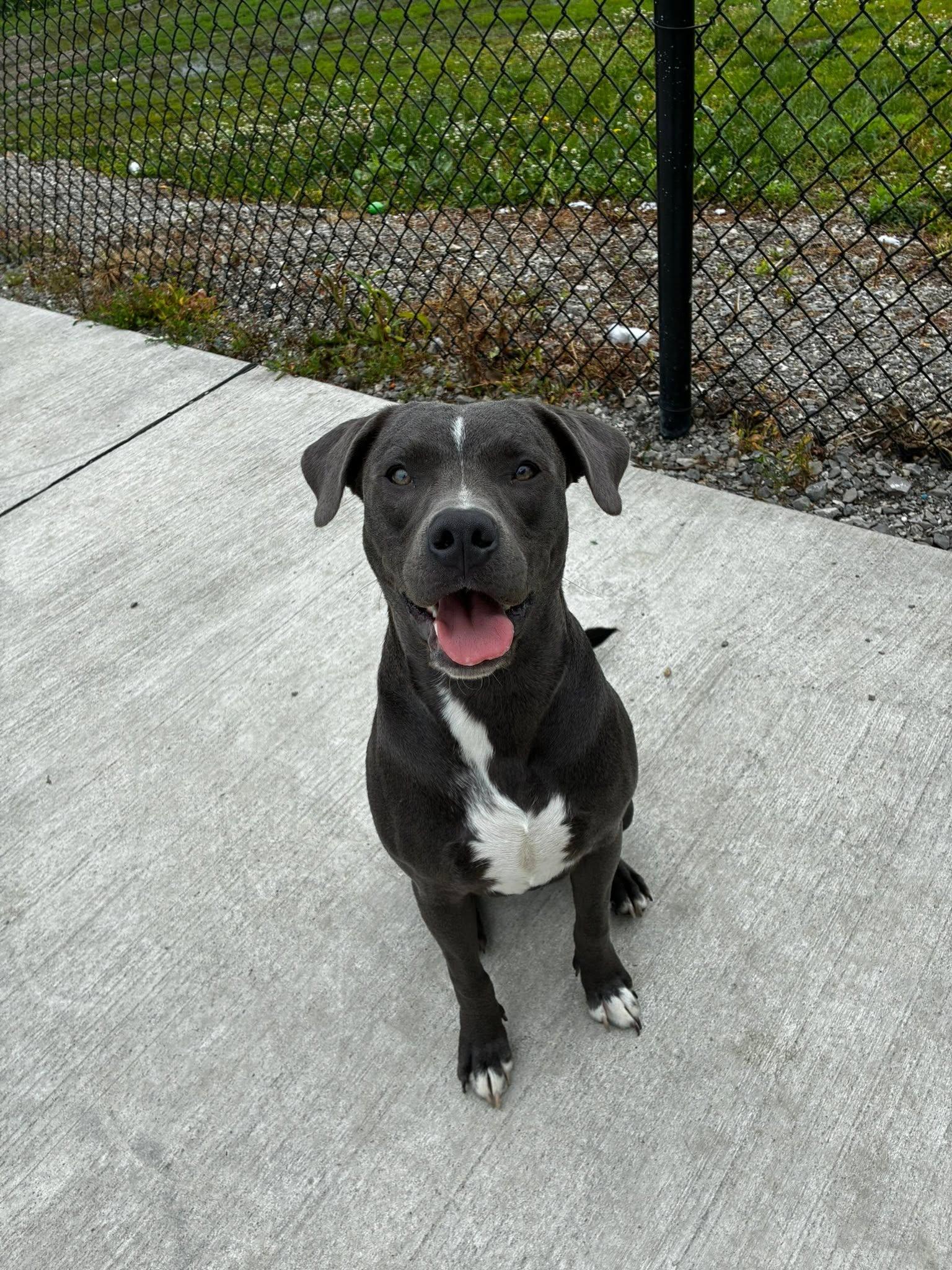 Enlarge Mojo, a ADOPTABLE mixed breed in Lincoln Park, MI image 2/3