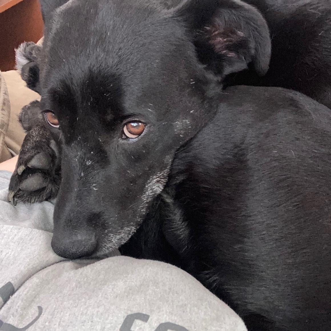 Midnight, a Adoptable mixed breed in Wadsworth, OH image 2/4