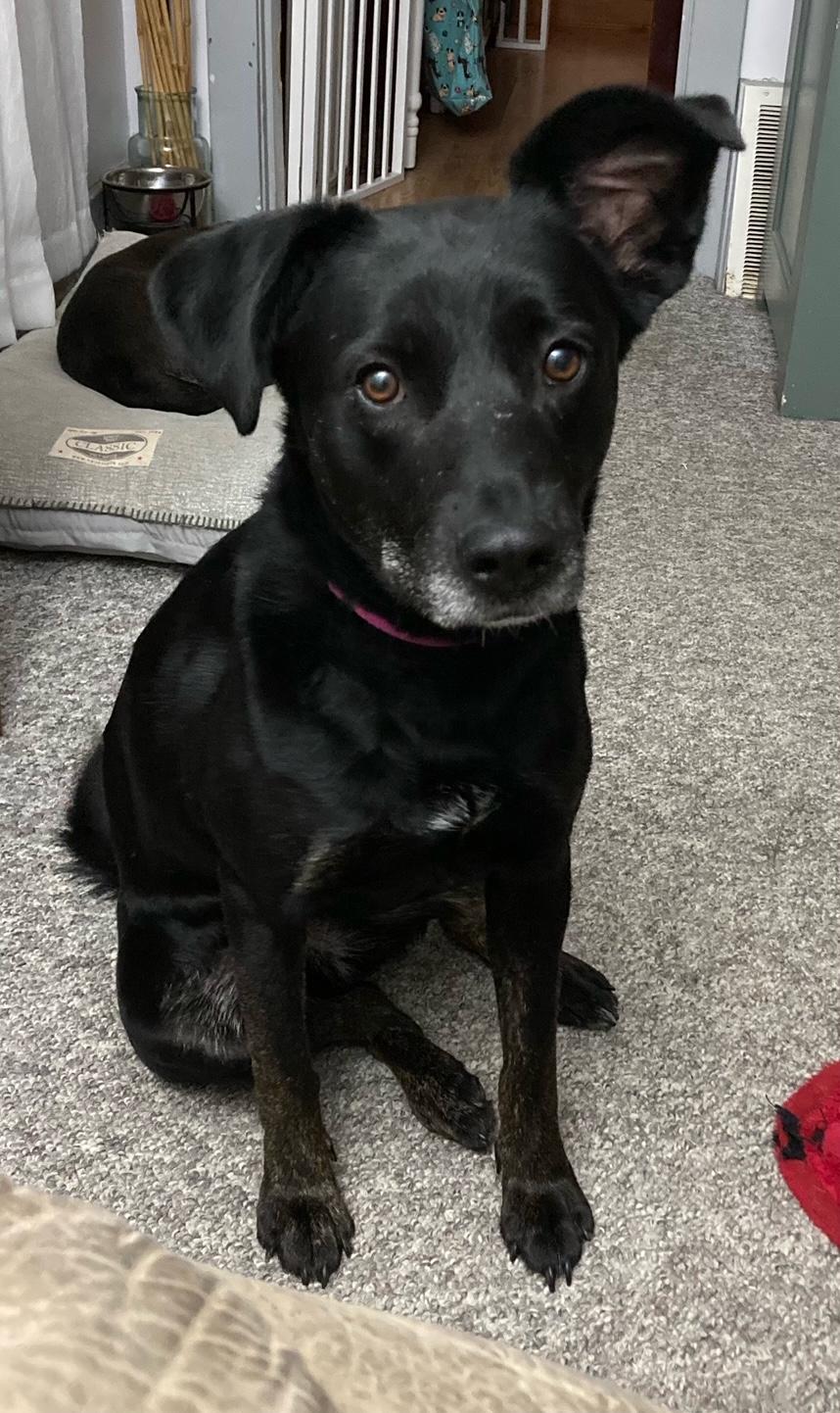 Midnight, Young Female Spaniel