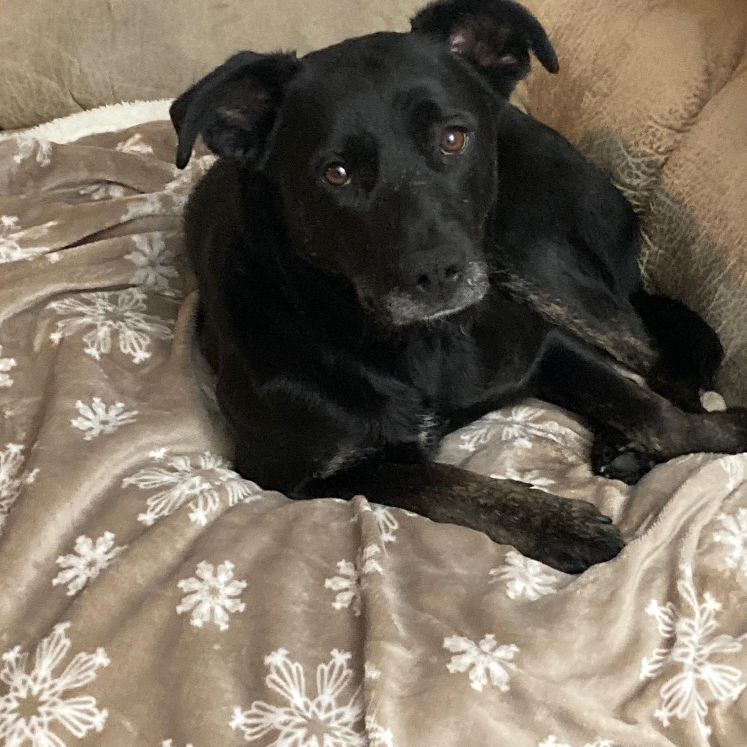 Midnight, a Adoptable mixed breed in Wadsworth, OH image 3/4