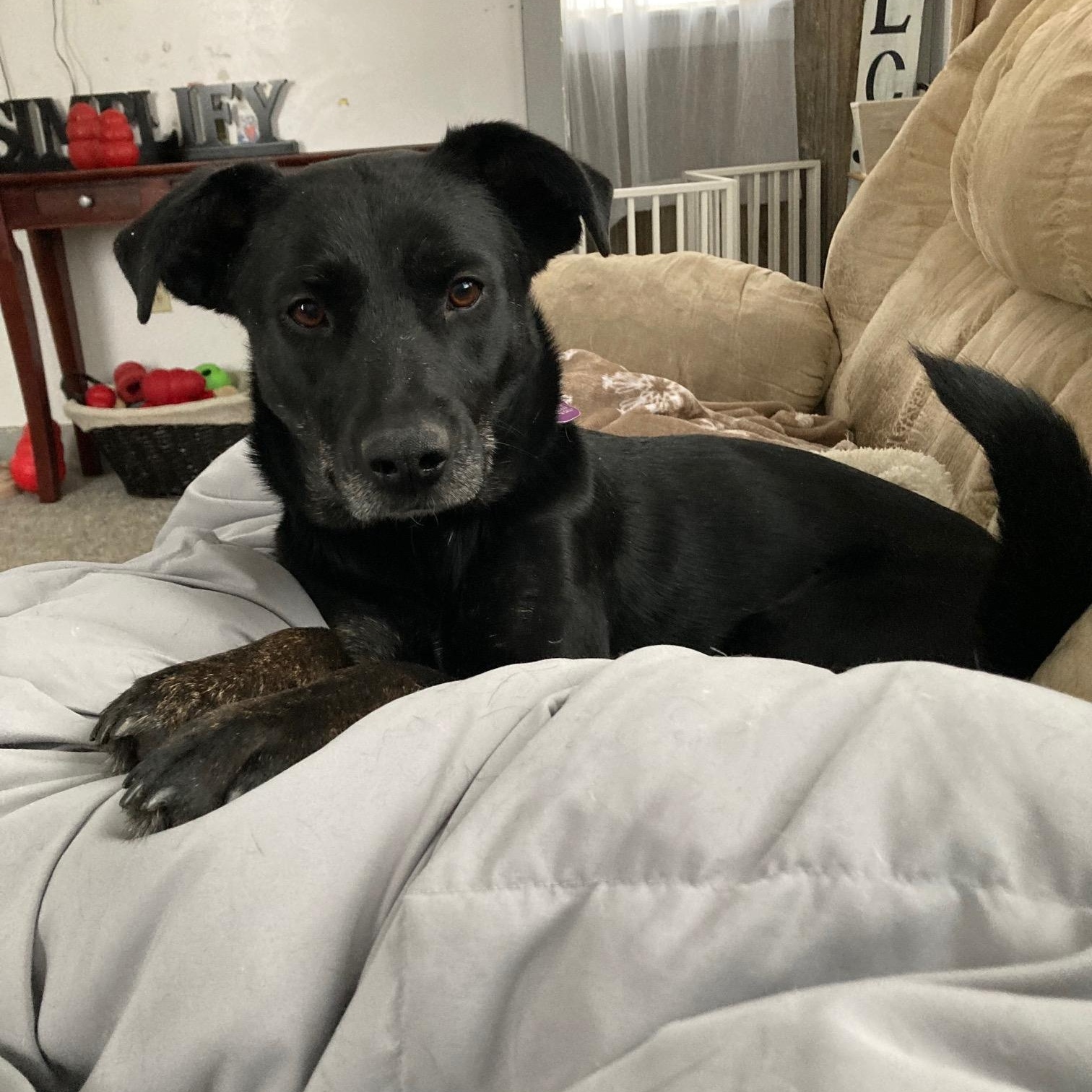 Midnight, a Adoptable mixed breed in Wadsworth, OH image 4/4