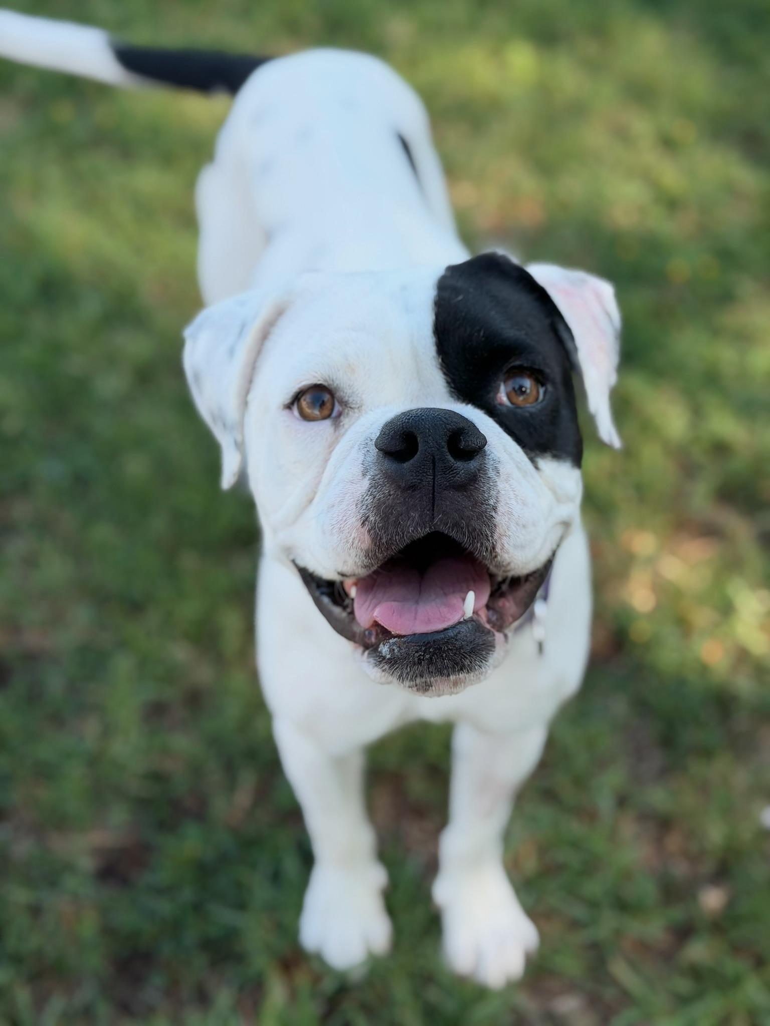 Dolly, ADOPTABLE, Adult Female American Bulldog.
