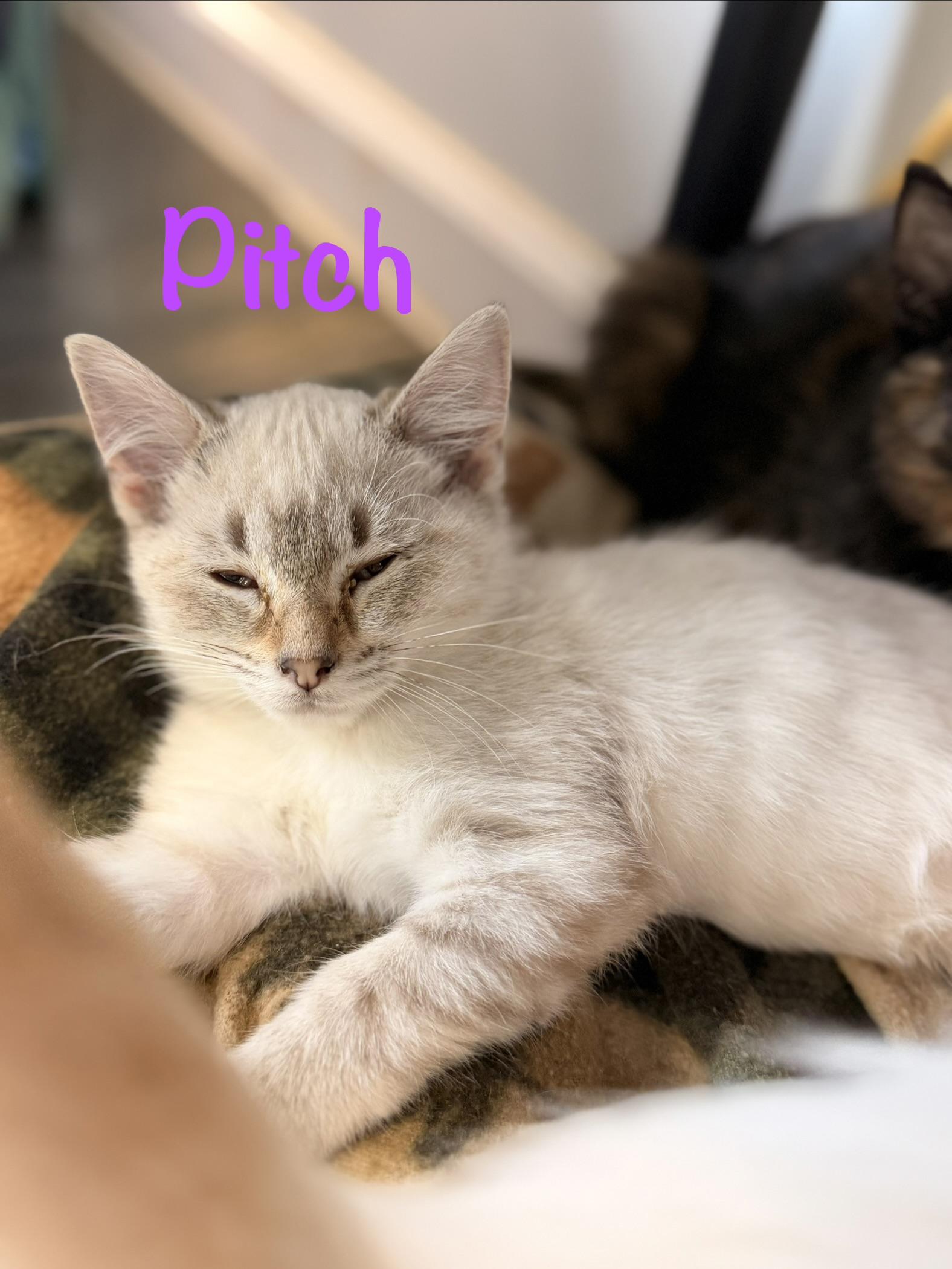 Pitch, Adoptable, Kitten Female Siamese.