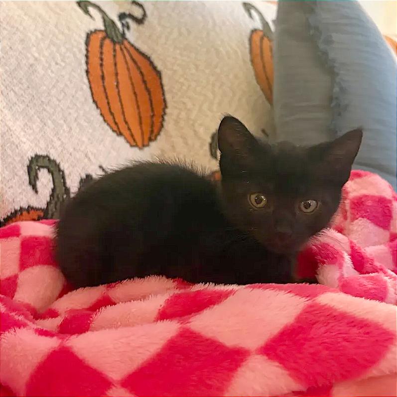 The Cars - Jeep, Adoptable, Kitten Male Domestic Short Hair.