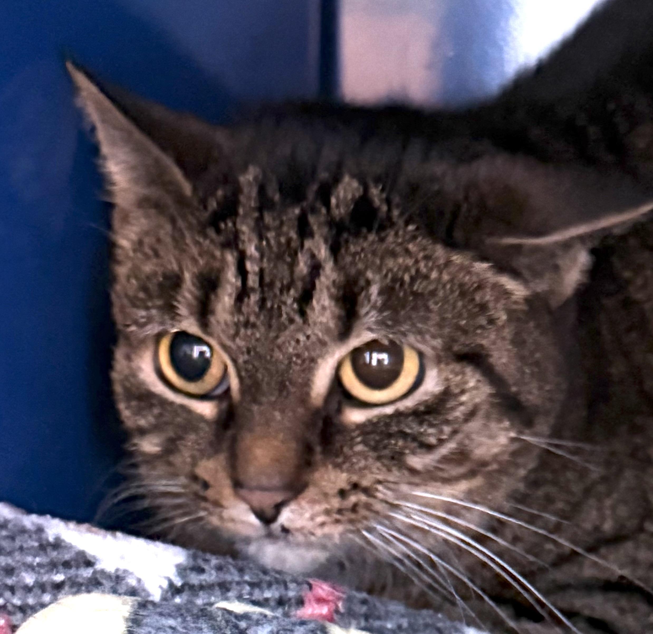 Enlarge Izzy, a ADOPTABLE Domestic Short Hair in Sault Sainte Marie, MI image 2/3