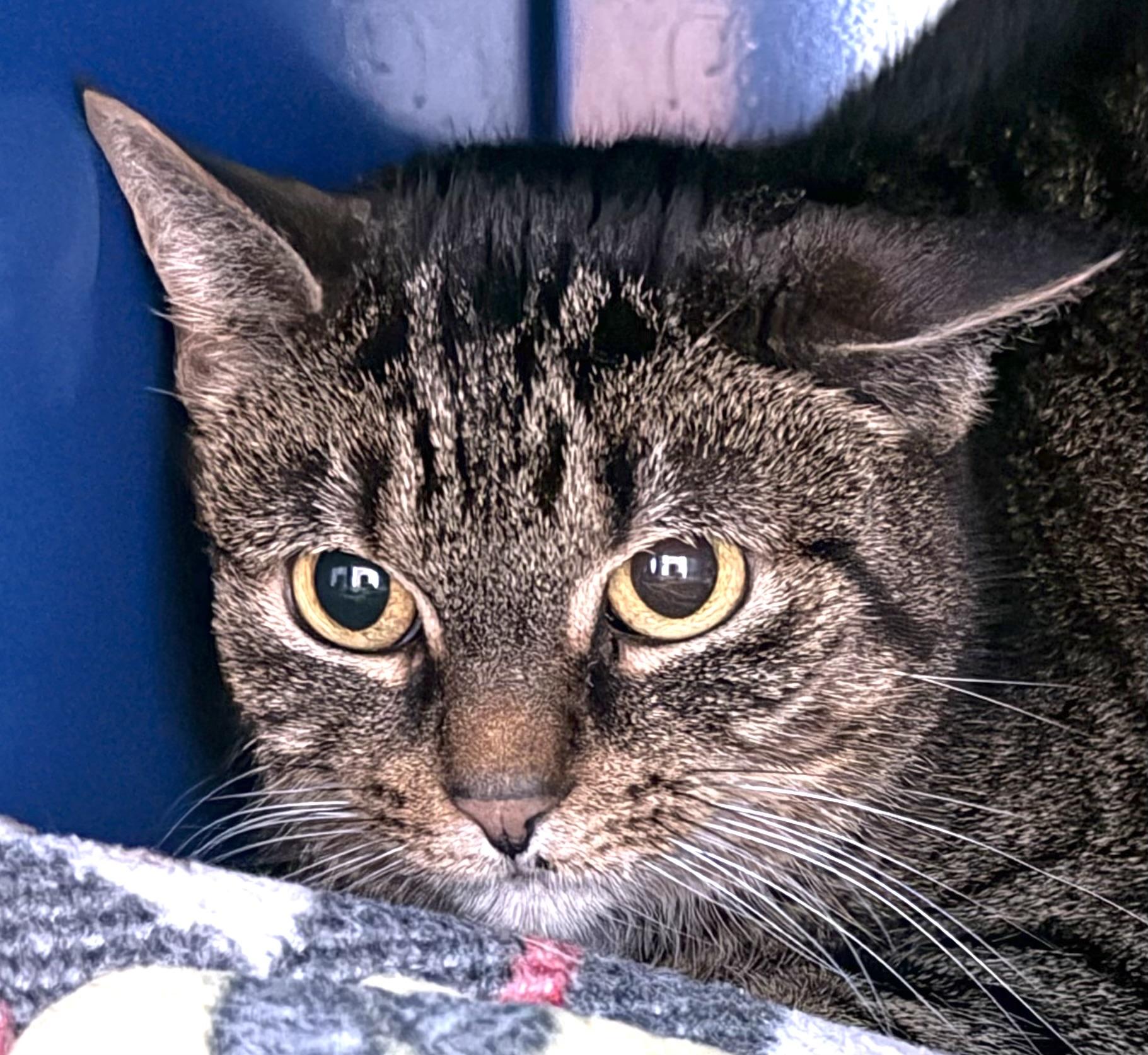 Enlarge Izzy, a ADOPTABLE Domestic Short Hair in Sault Sainte Marie, MI image 1/3