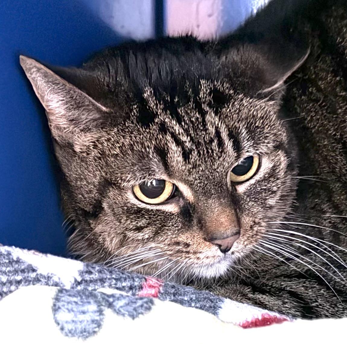 Enlarge Izzy, a ADOPTABLE Domestic Short Hair in Sault Sainte Marie, MI image 3/3