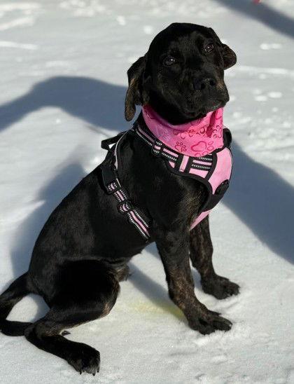 Enlarge Boomer, a Adoptable Labrador Retriever in Midland, VA image 1/1