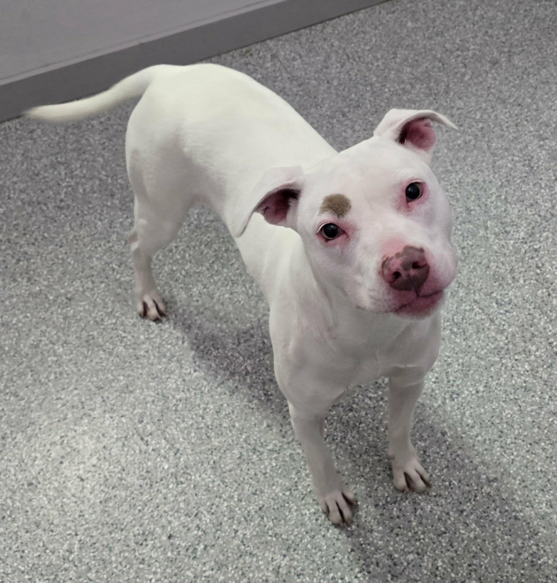Enlarge Pearl, a ADOPTABLE mixed breed in Frankfort, IN image 2/3