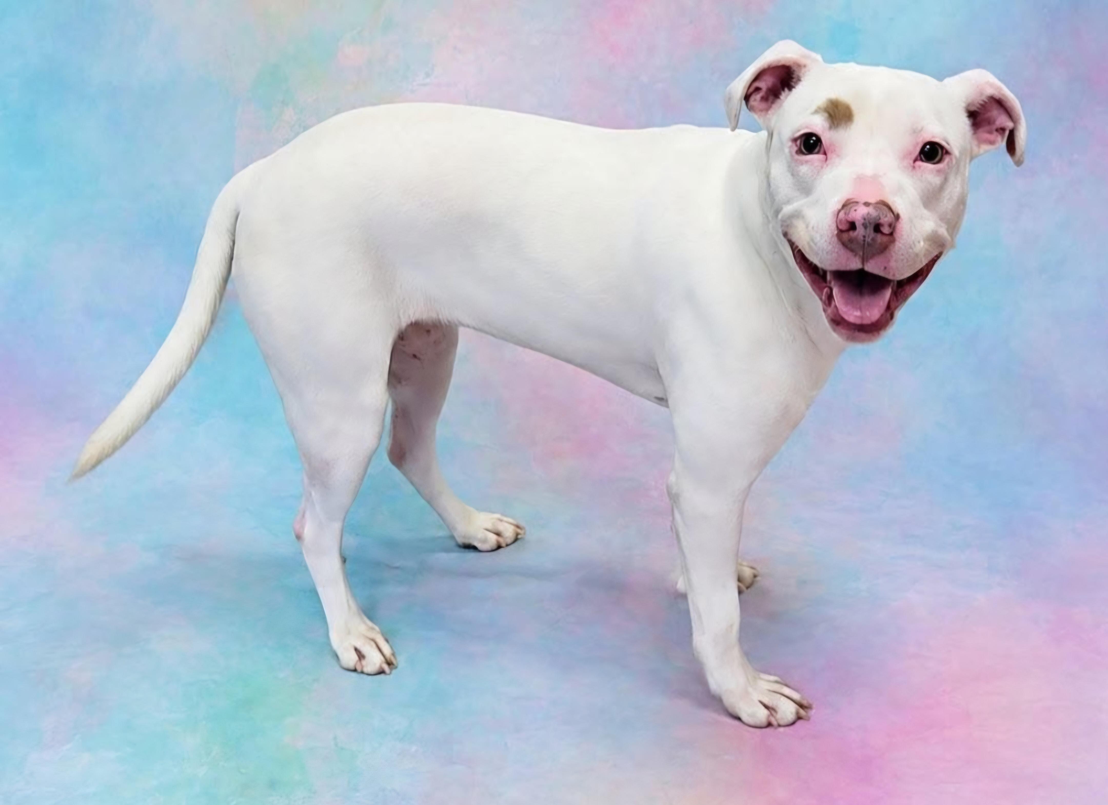 Enlarge Pearl, a Adoptable mixed breed in Frankfort, IN image 2/4