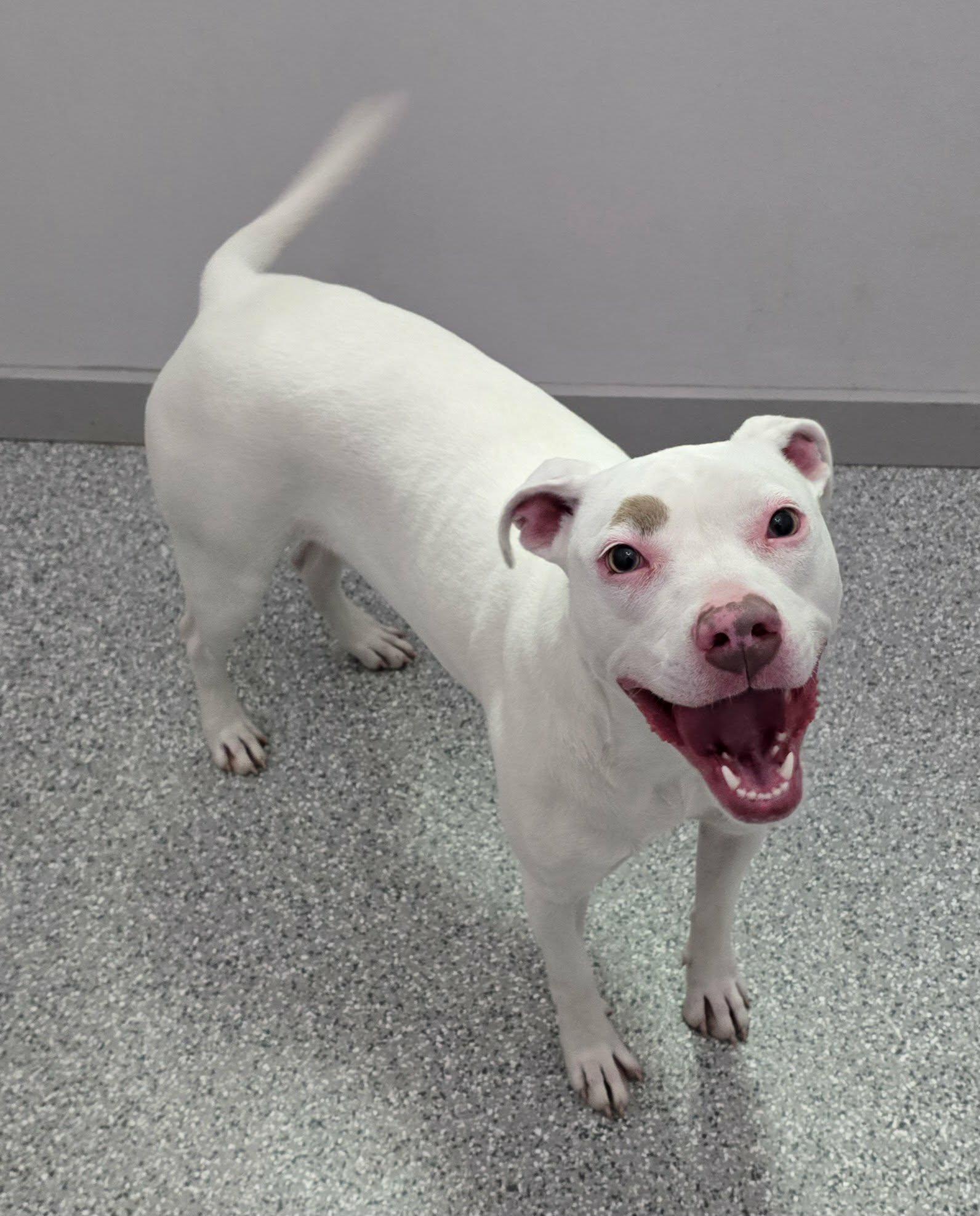 Enlarge Pearl, a ADOPTABLE mixed breed in Frankfort, IN image 3/3