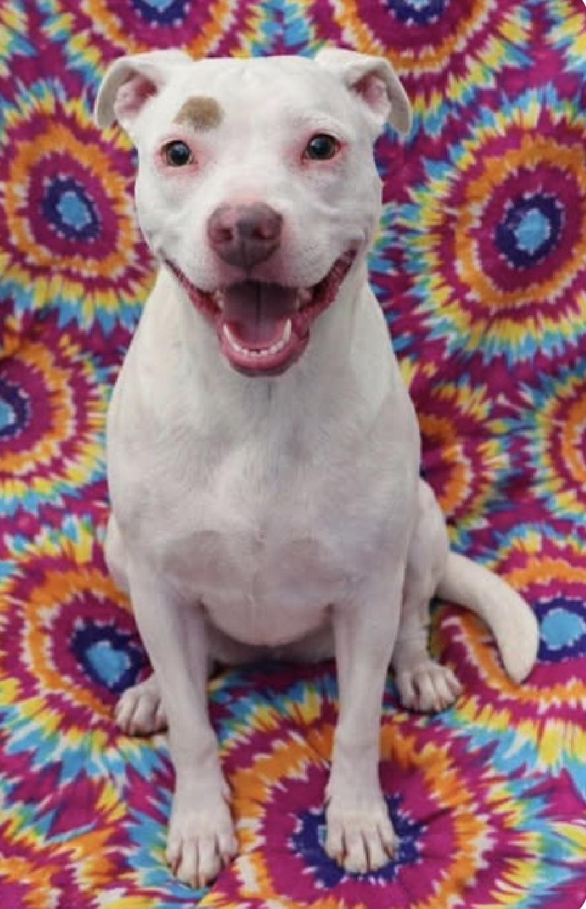 Enlarge Pearl, a Adoptable mixed breed in Frankfort, IN image 3/4