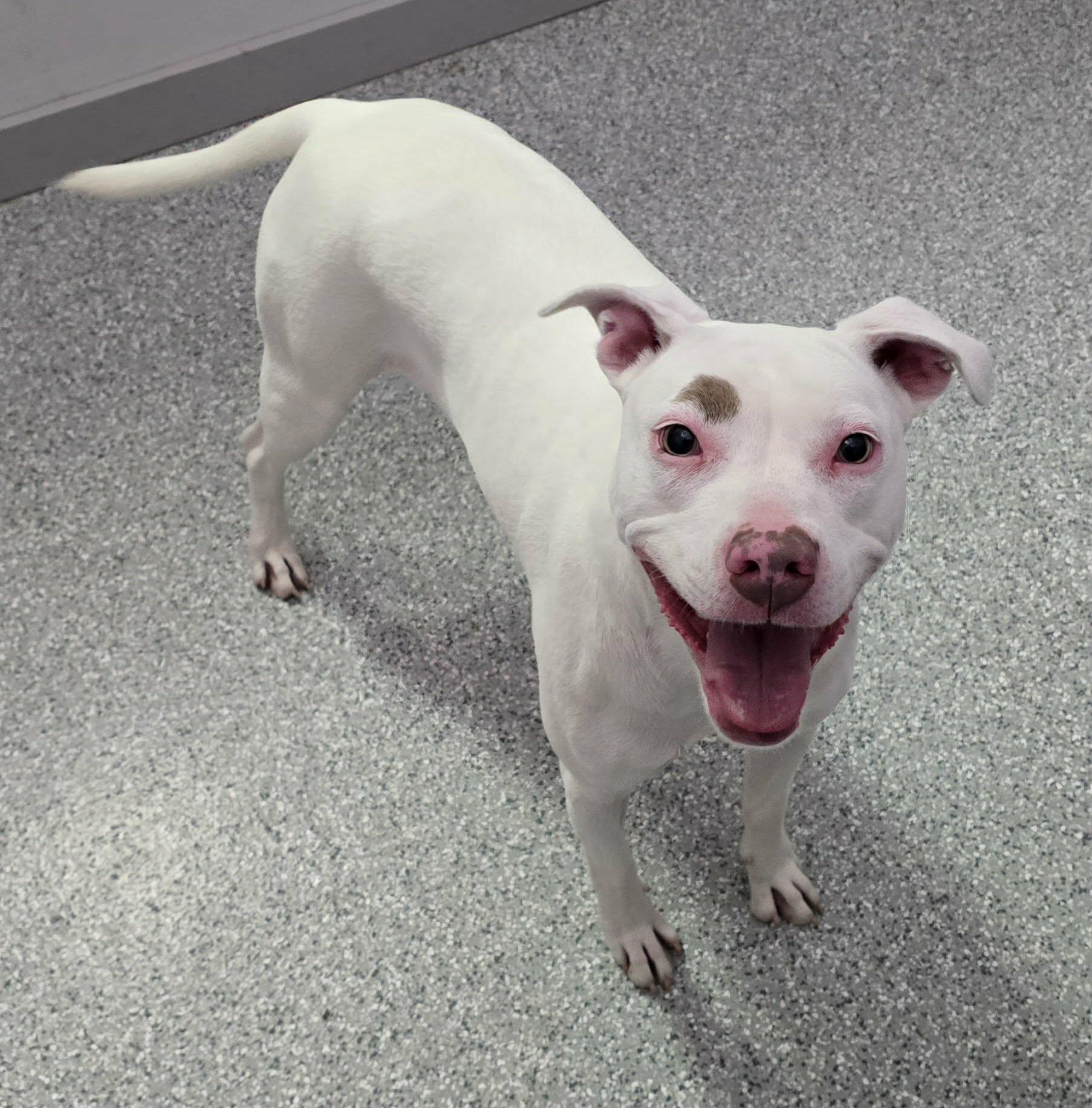Pearl, ADOPTABLE, Adult Female Pit Bull Terrier.